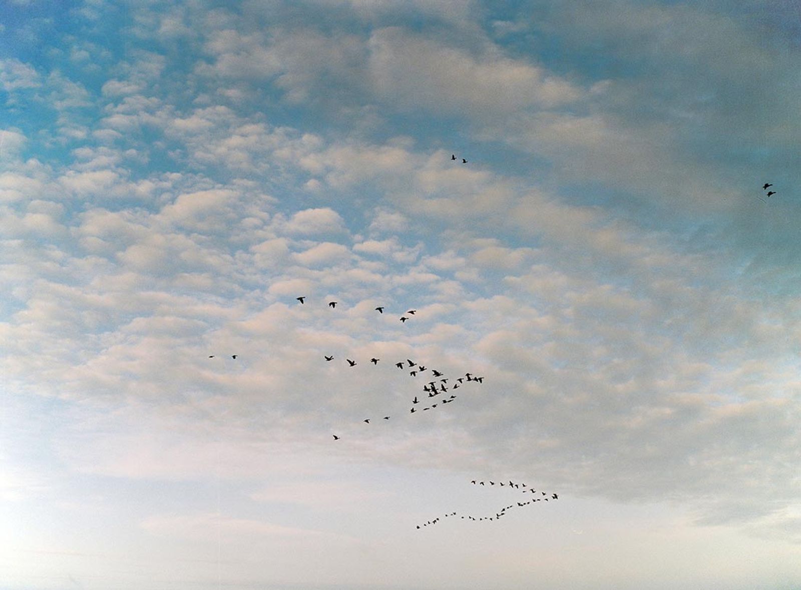 © Lidewij Mulder - Why do birds migrate south in the winter? (2018)