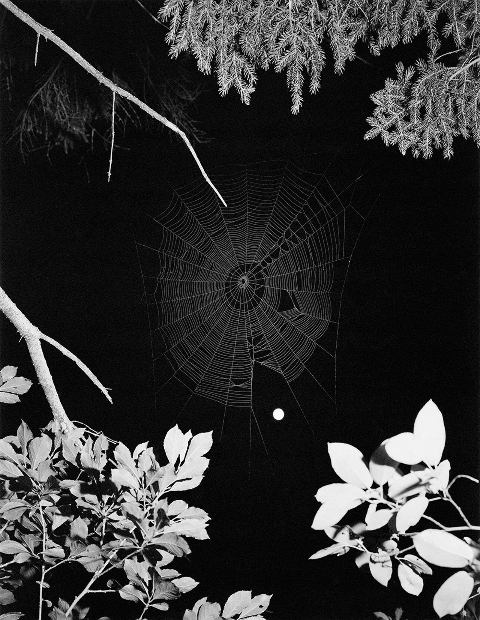 © Pia Guilmoth - Image from the Flowers Drink the River photography project