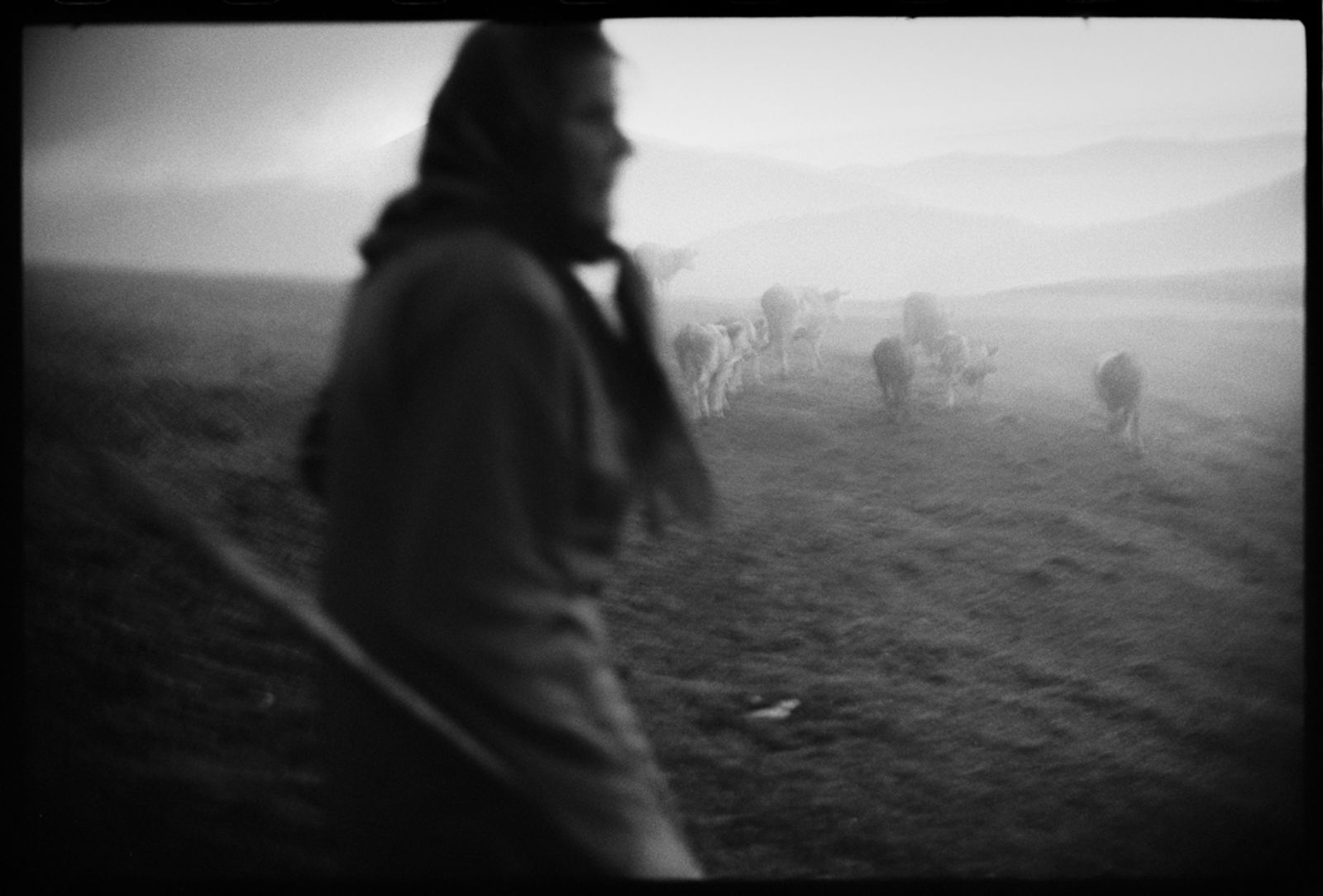 © Jost Franko - Shepherd is goading the cattle in the morning.