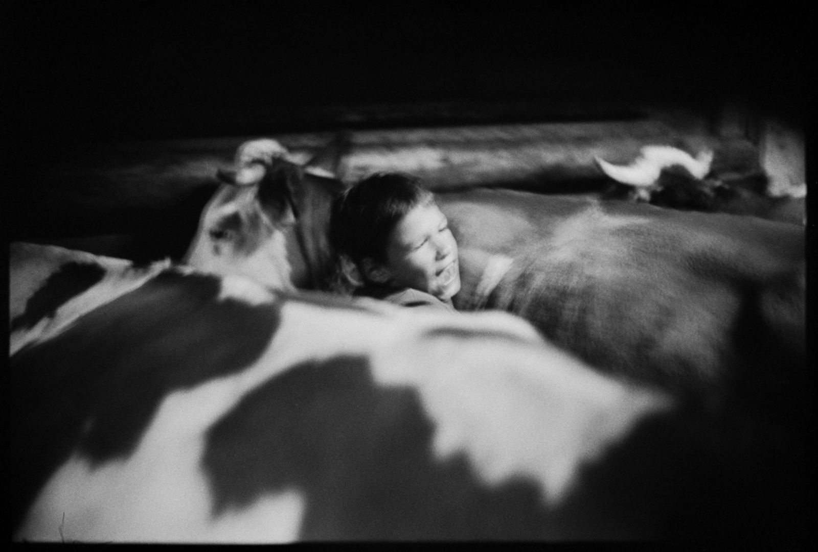 © Jost Franko - Young boy is seen getting crushed between two cows, after trying to tie them in the barn.