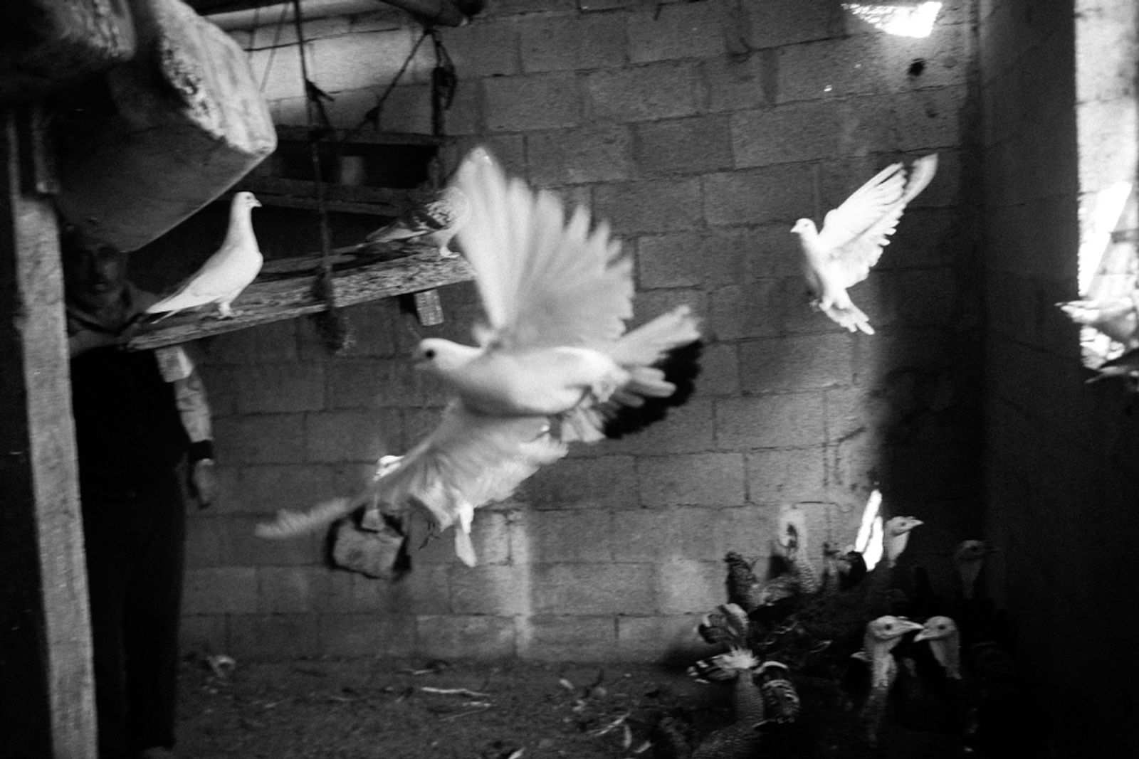 © Jost Franko - Pigeons are seen in a farm, in Rafah, Gaza Strip, Palestine, on Nov. 6th 2013. Pigeons are seen flying in a farm in Rafah.