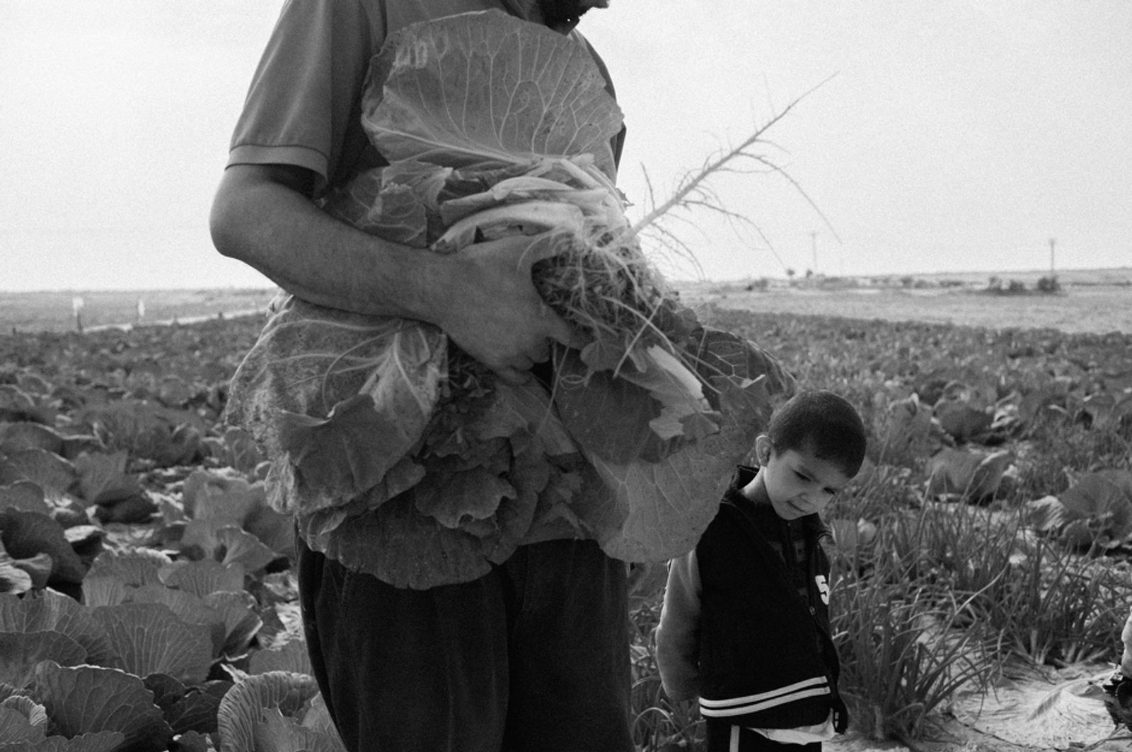 © Jost Franko - Image from the Farming in Gaza photography project