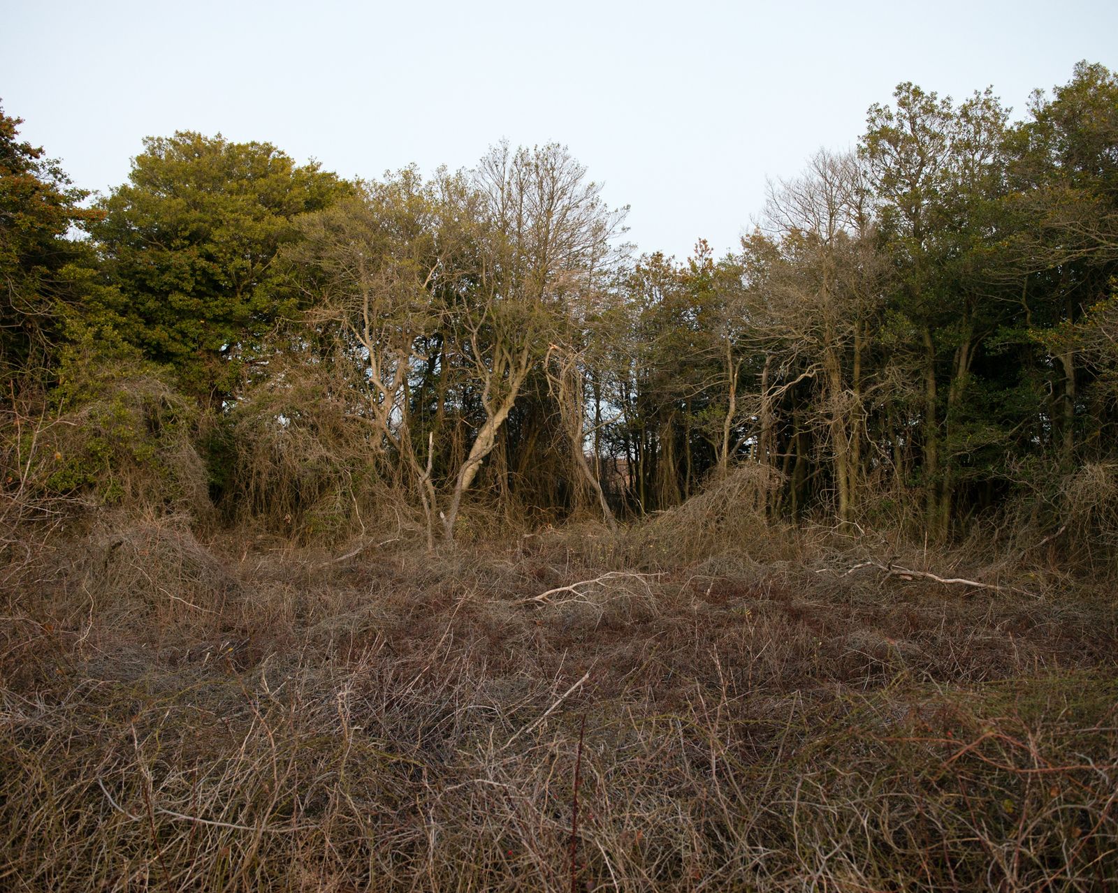 © Martin Toft - Sandy Hook, New Jersey, United States, 26 December 2014