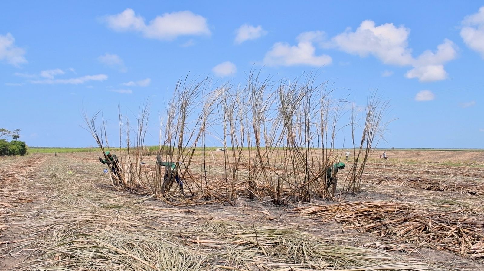 © Martin Toft - Cane Cutters. Pernumbuco, Brazil. (filmstill)