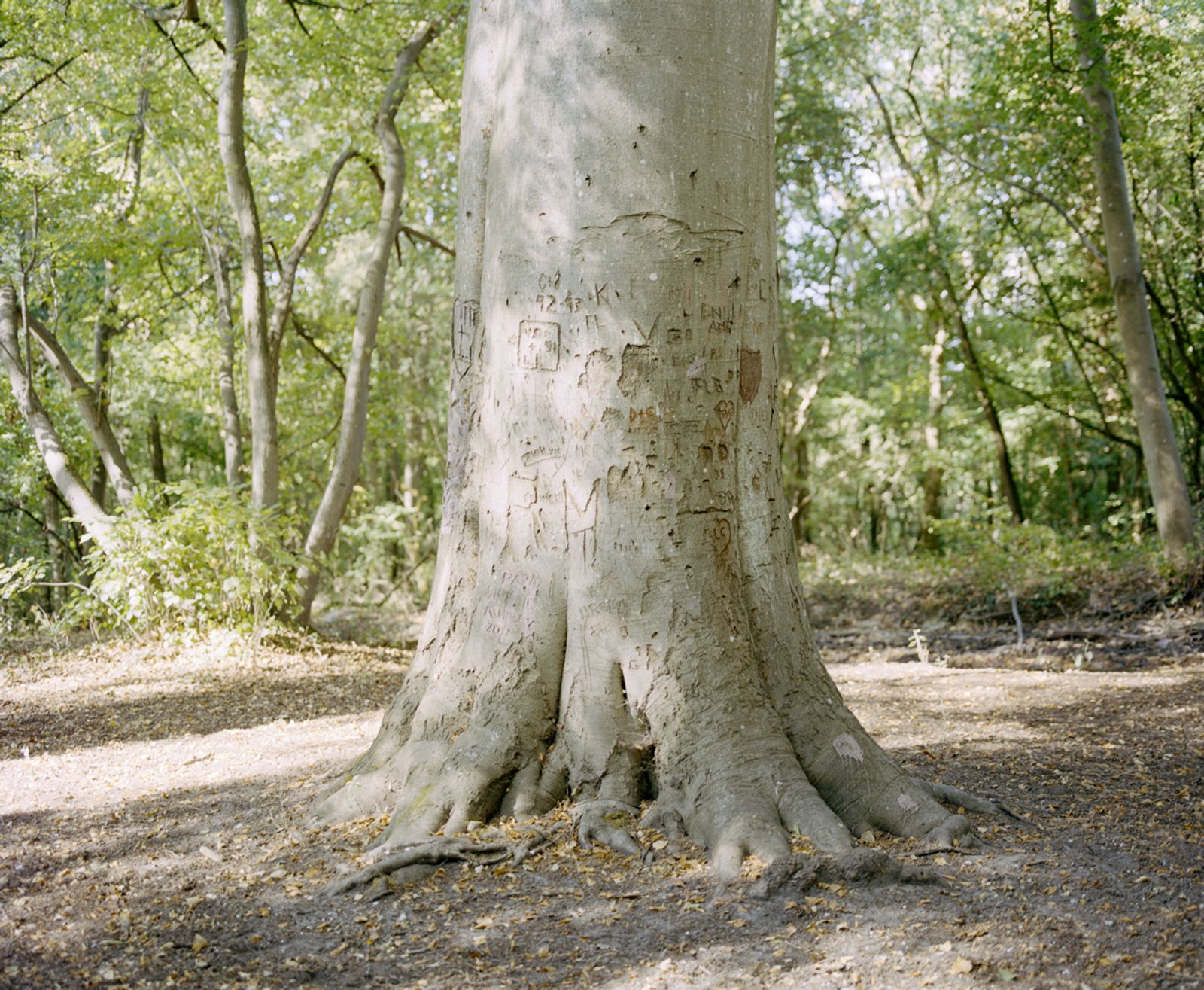 © Jade Joannès - The tree, 2020