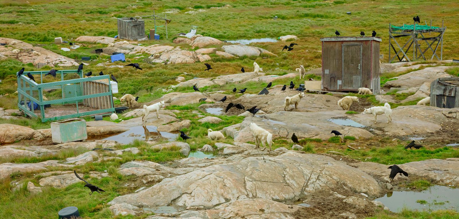 © Victoria Crayhon - Untitled Greenland I, (Sled Dogs with Crows) 2022, archival pigment print, 44 x 90 inches