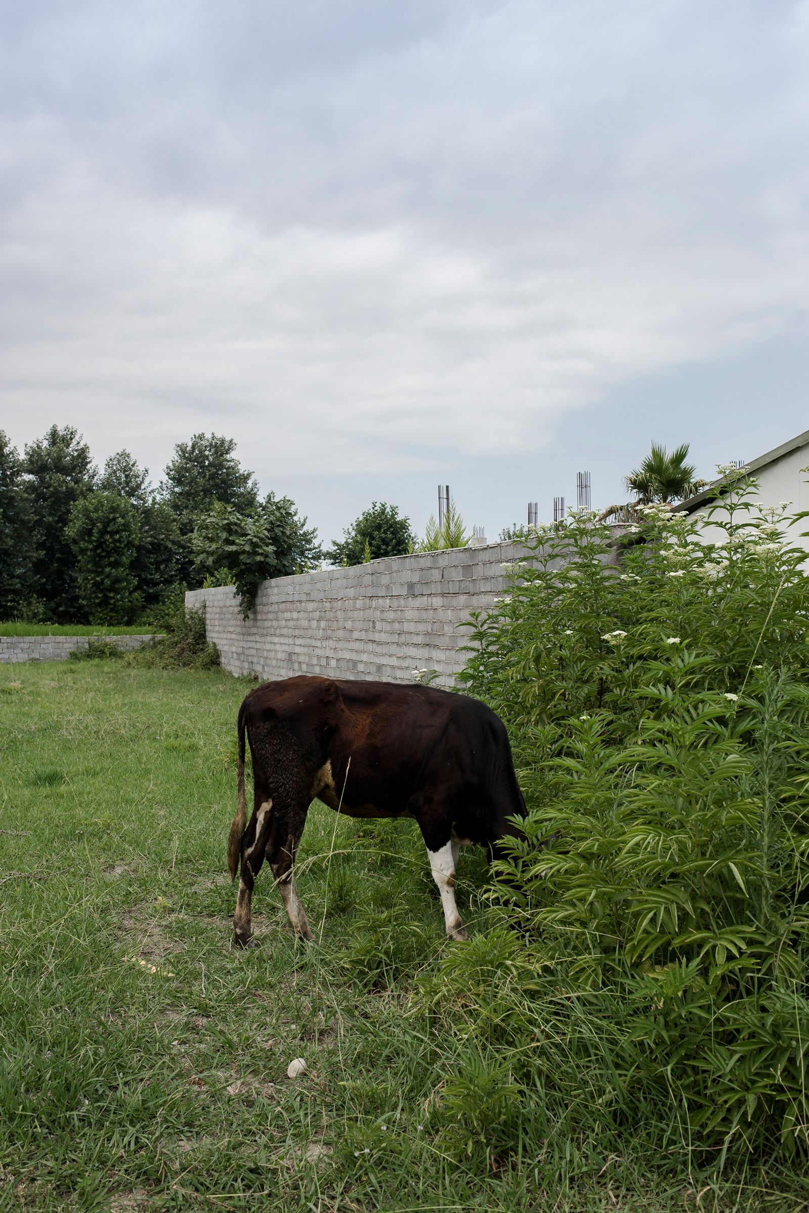 © Parisa Azadi - JULY 26, 2018 - A cow is seen grazing in the meadow in Chalus, Iran.