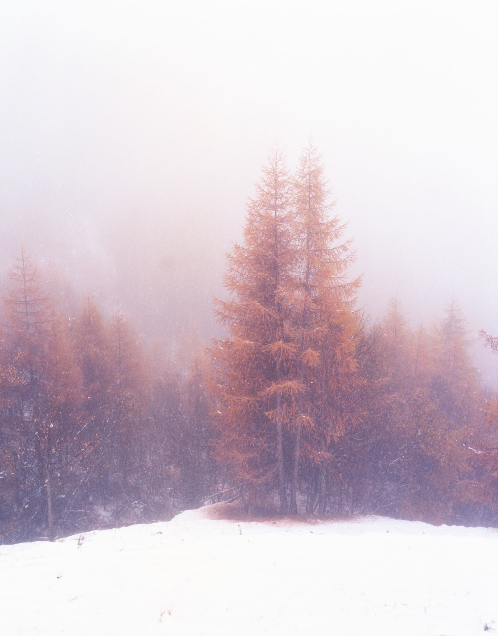 © Nola Minolfi - Chamois, Italy.