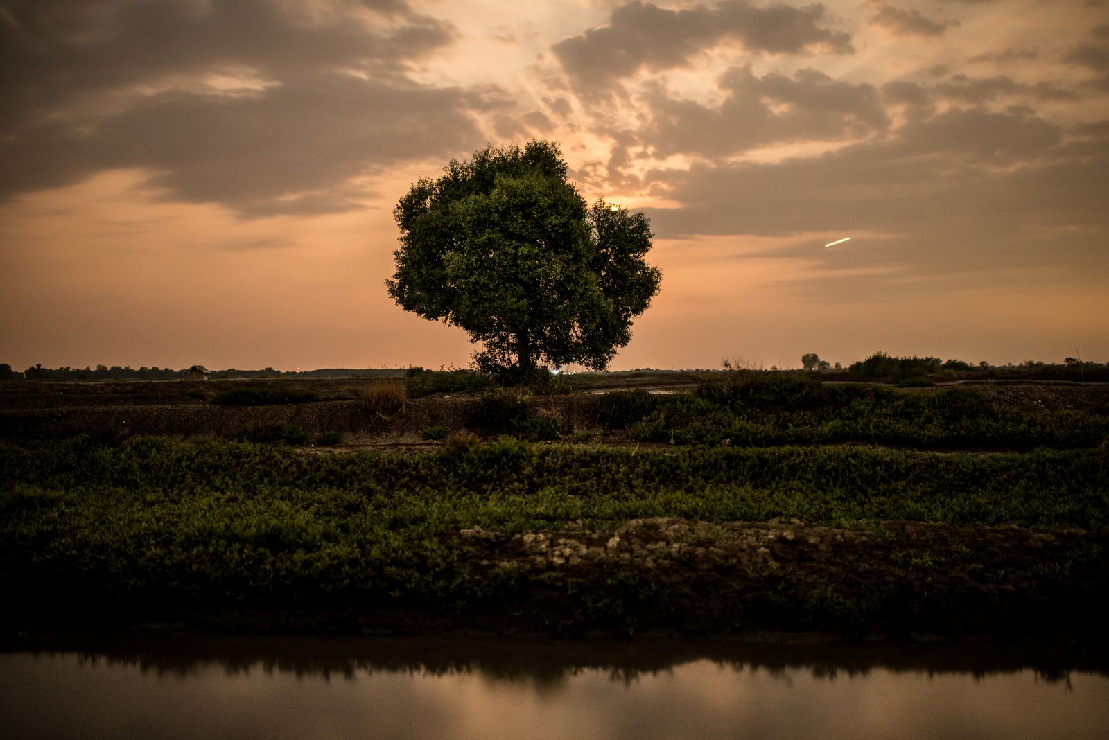 © Elisabetta Zavoli - Image from the The tree of life photography project