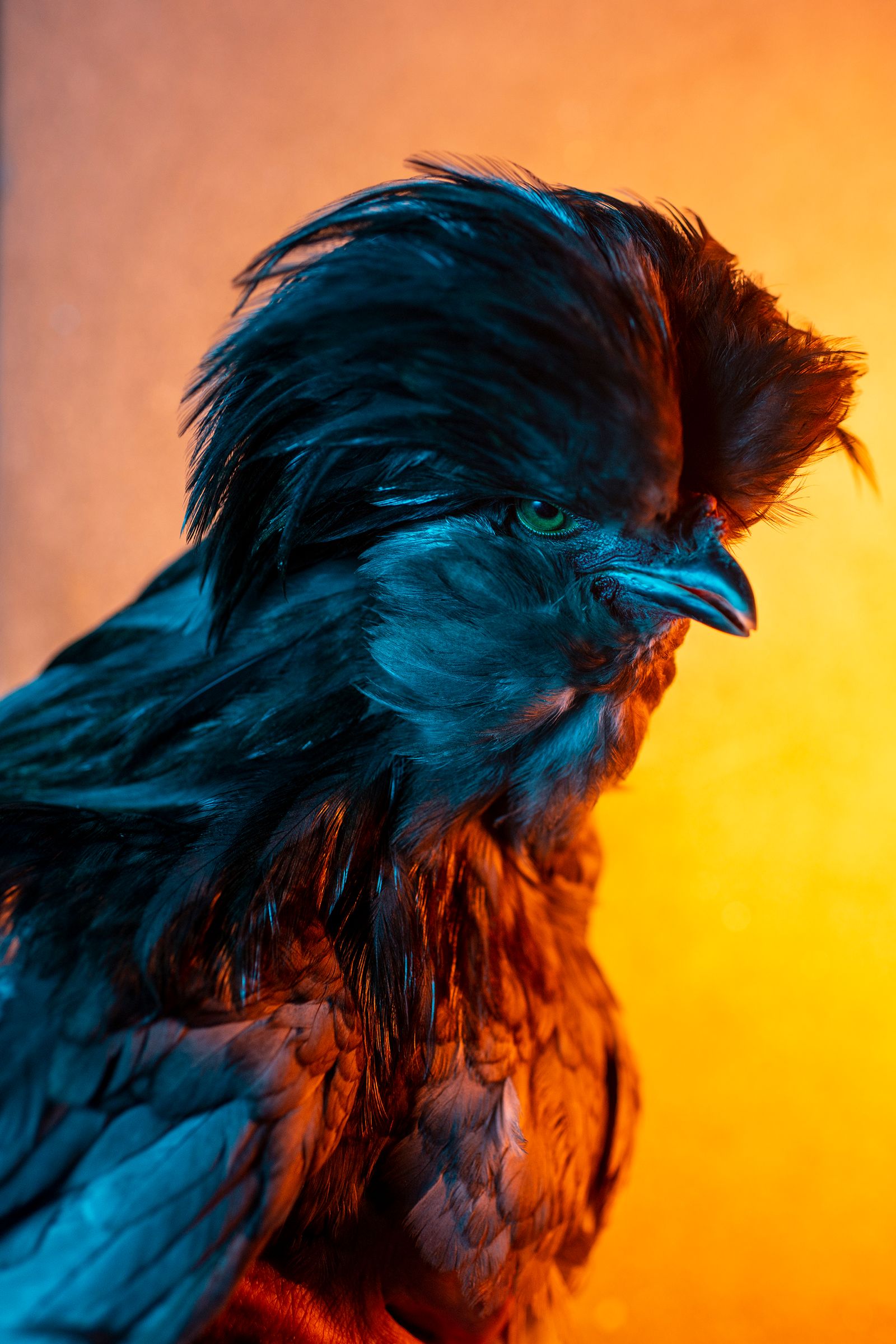 © Elisabetta Zavoli - "Rooster"