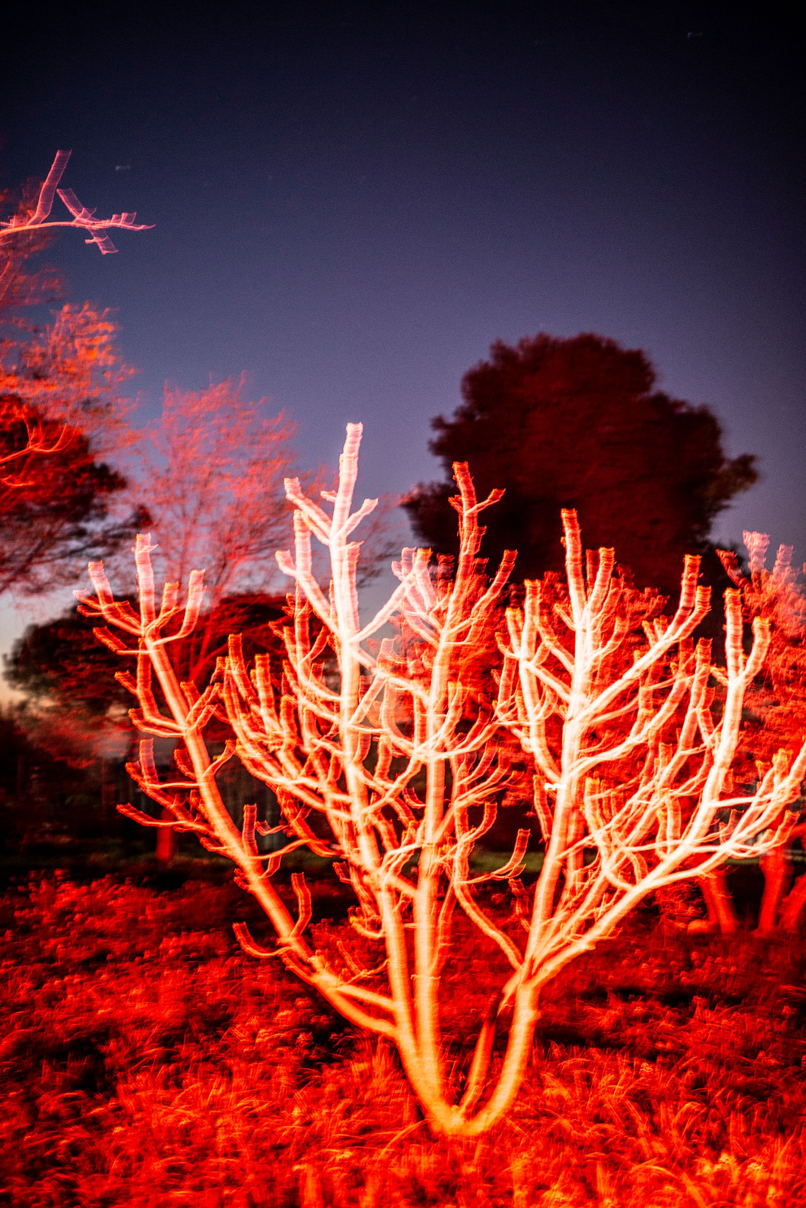 © Elisabetta Zavoli - "Fire Tree"