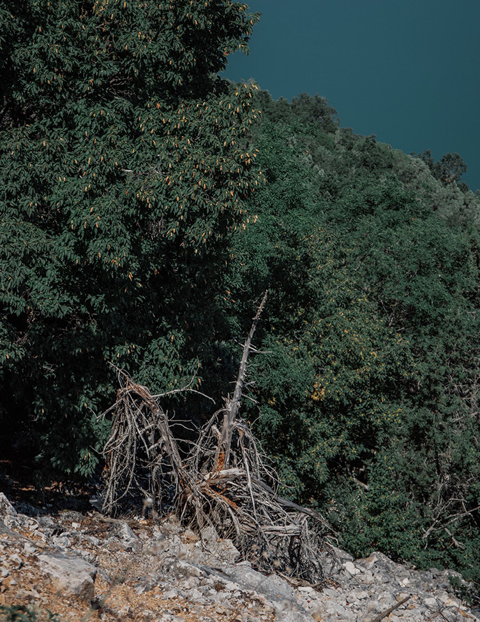 © Michaela Nagyidaiová - Uprooted tree captured when driving around northern Greece, close to Eleni's / Lena's birth village.