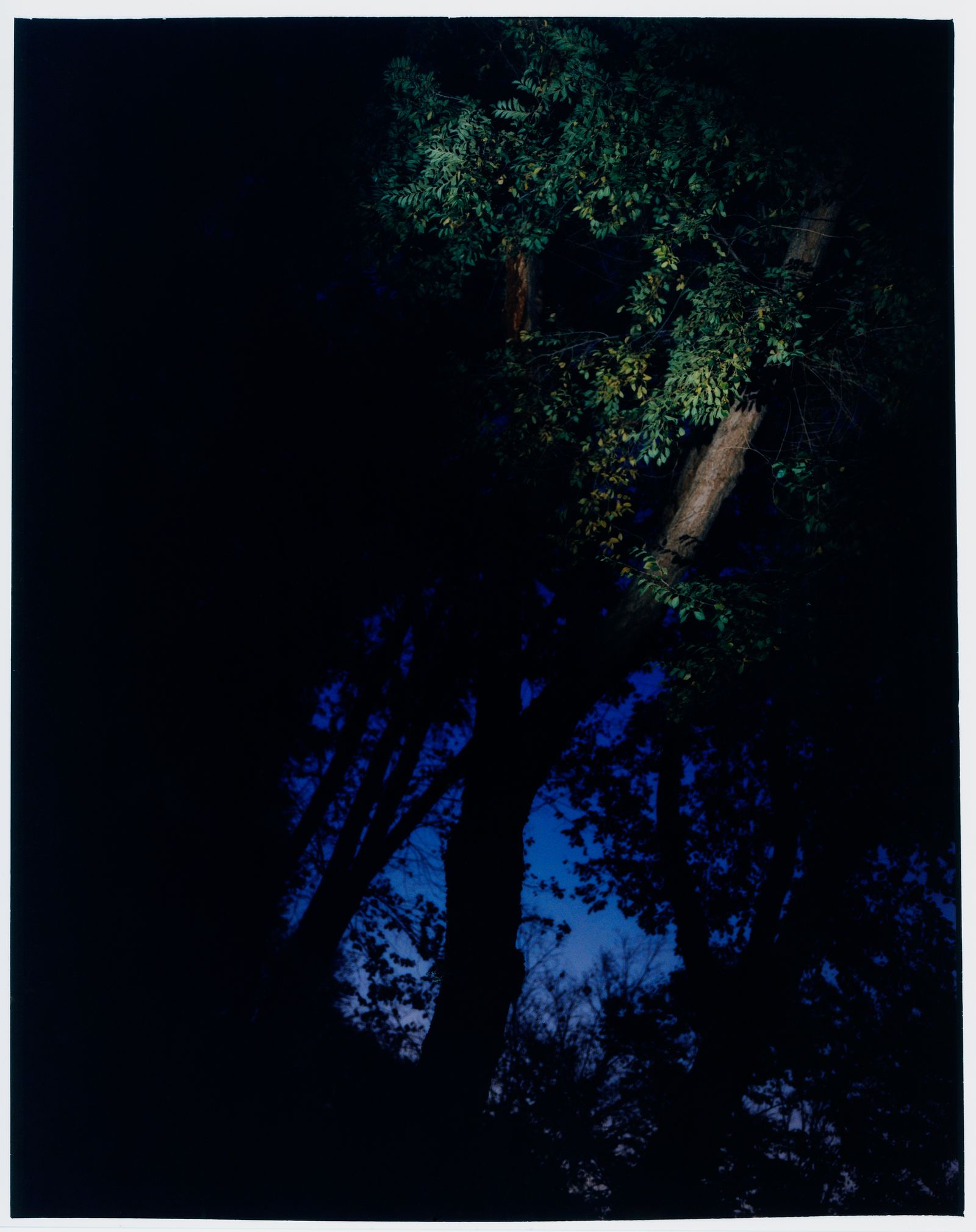 © Jara García - 15_Nature nº2.