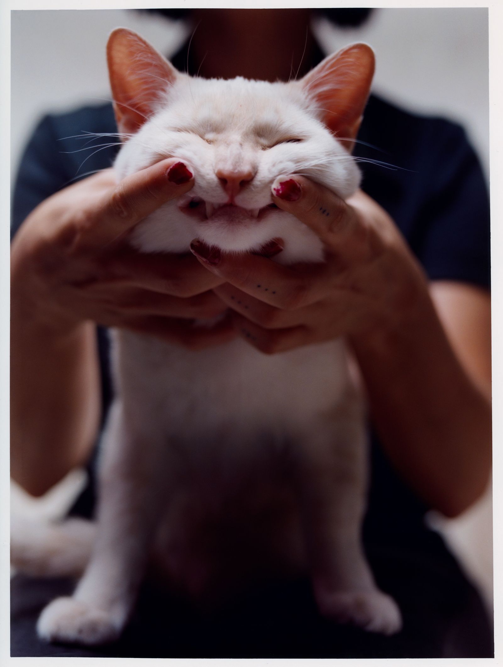 © Jara García - 7_Panic showing off his teeth