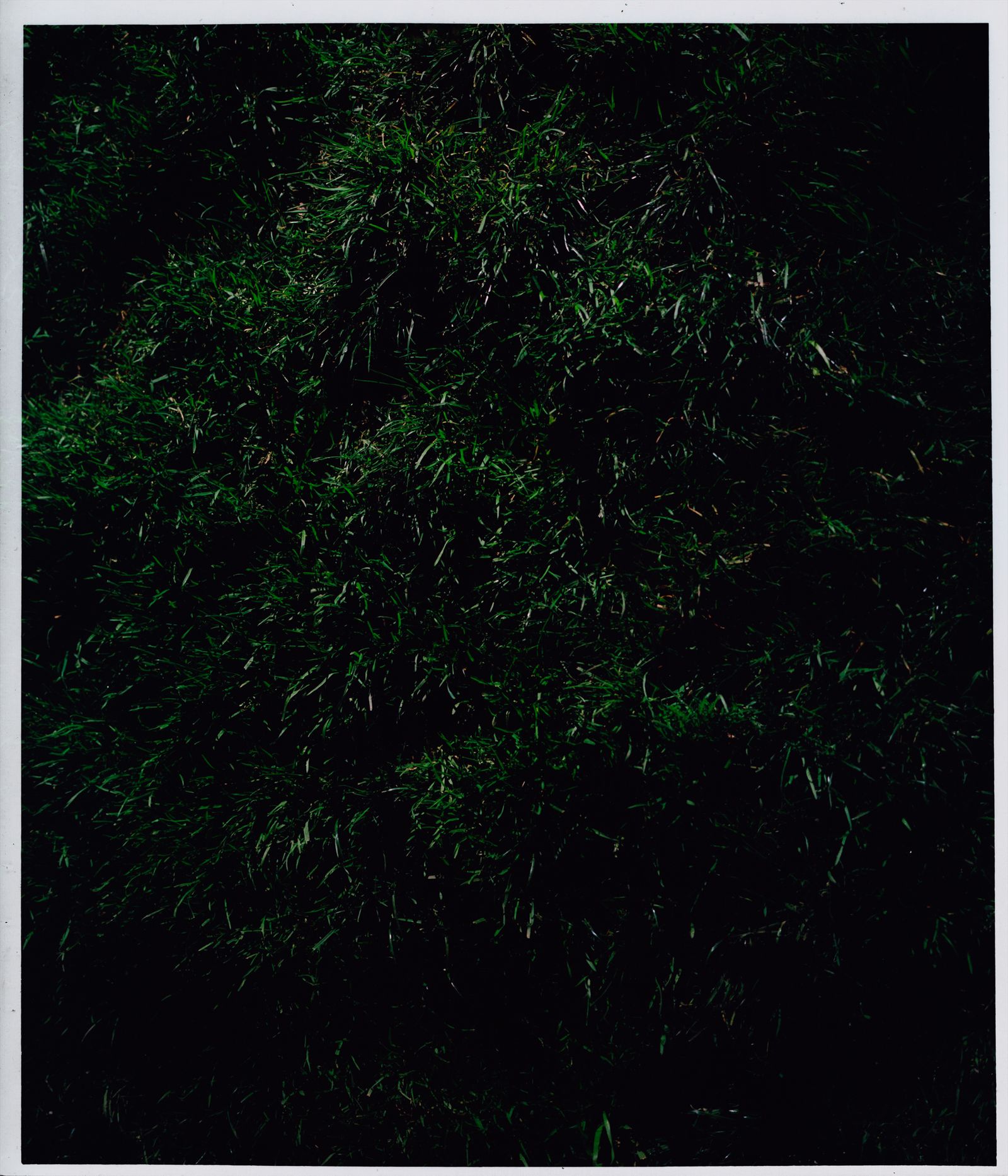 © Jara García - 15_Nature nº2