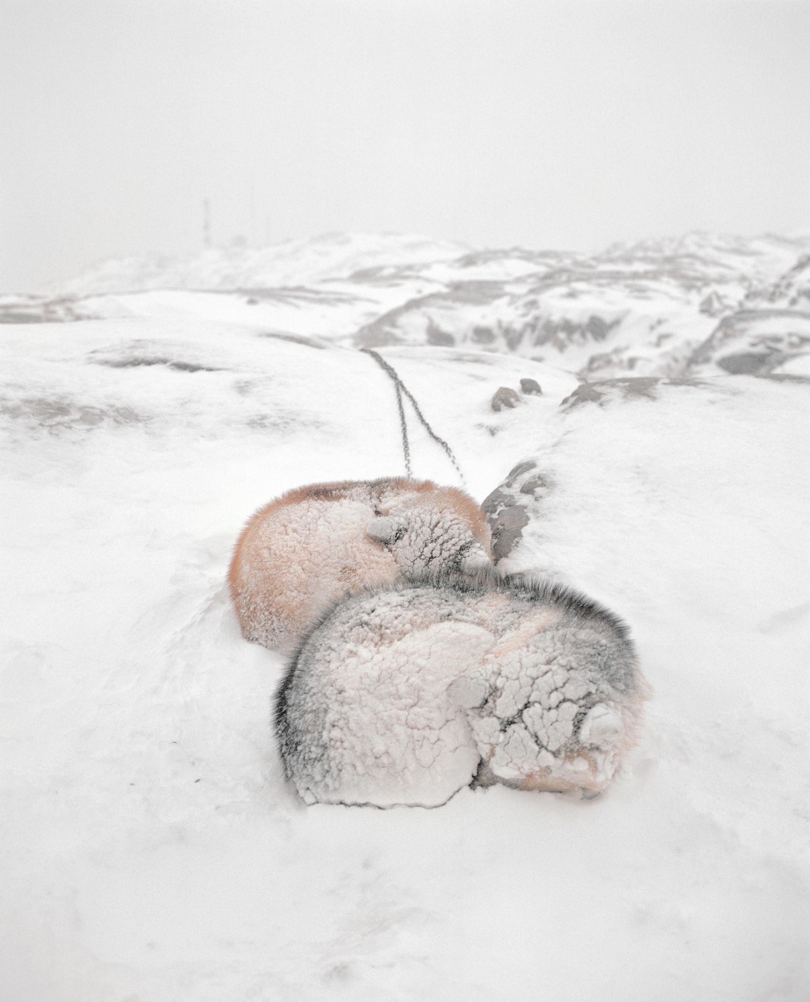 © Lukas Kreibig - Image from the Heart of a Seal photography project