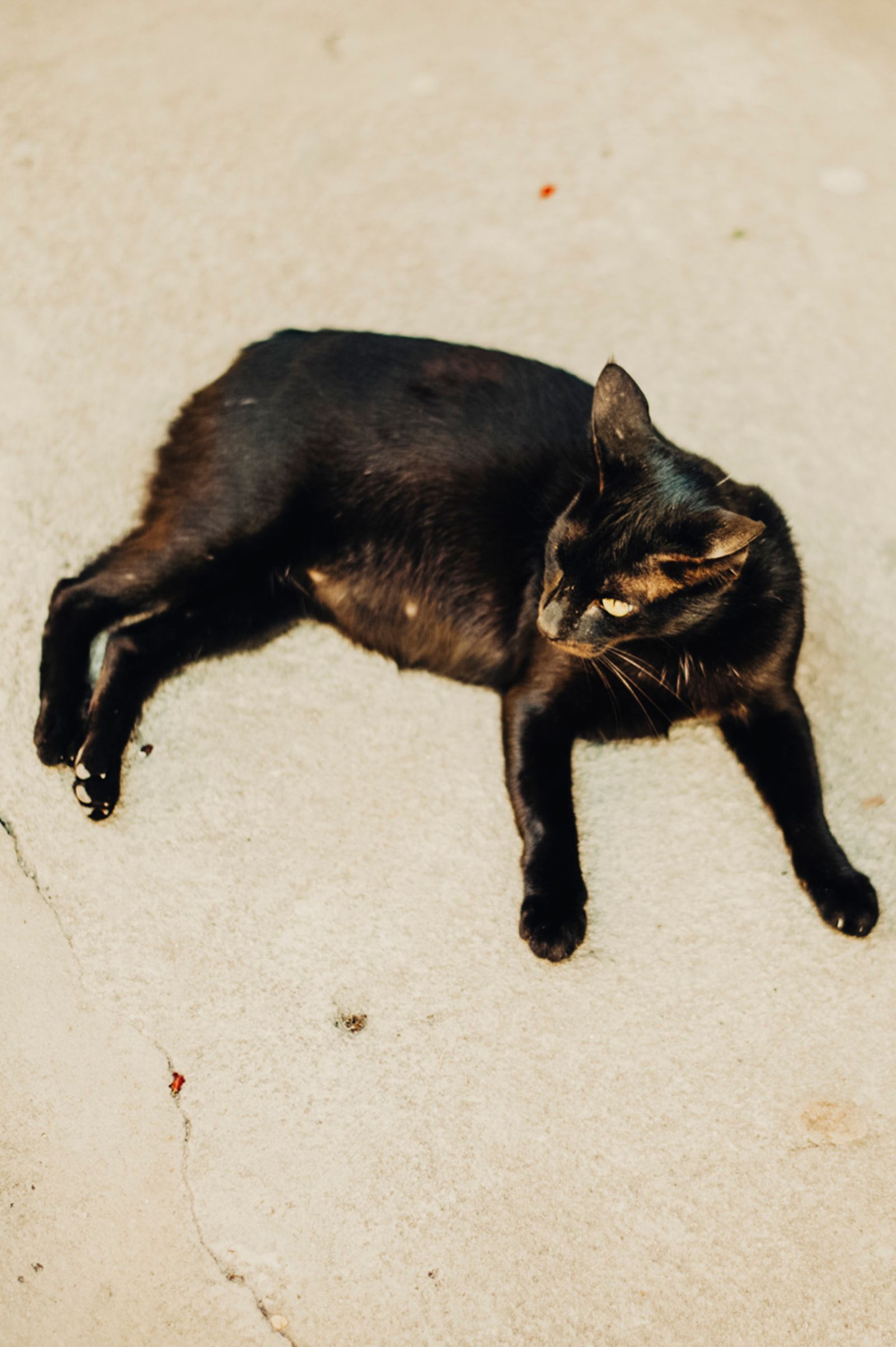 © Cecilia Sordi Campos - O Gato do Terreiro