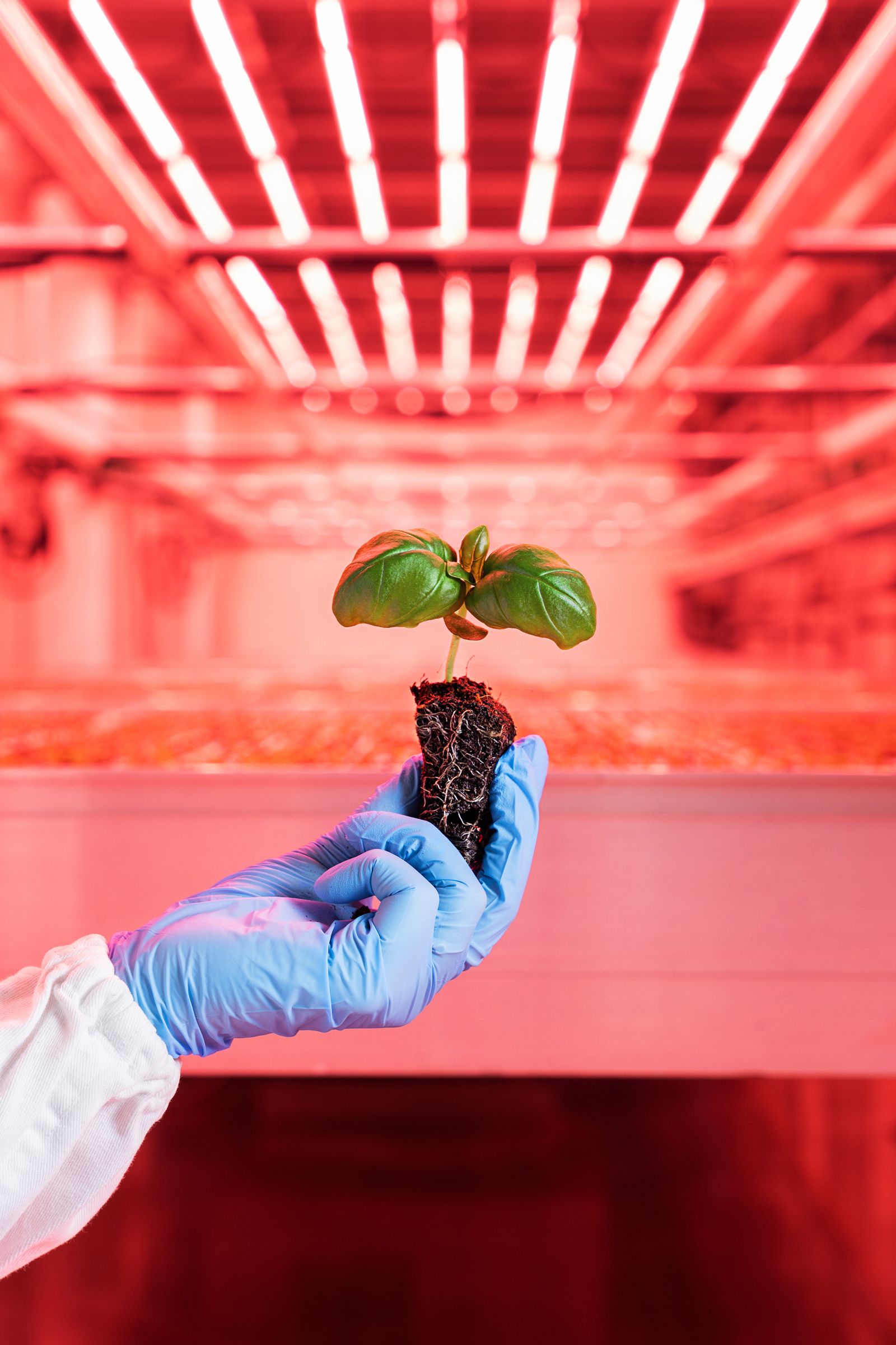 © Francesco Rucci & Francesco Marinelli - Basil plant grown with the vertical farming system at Agricola Moderna.