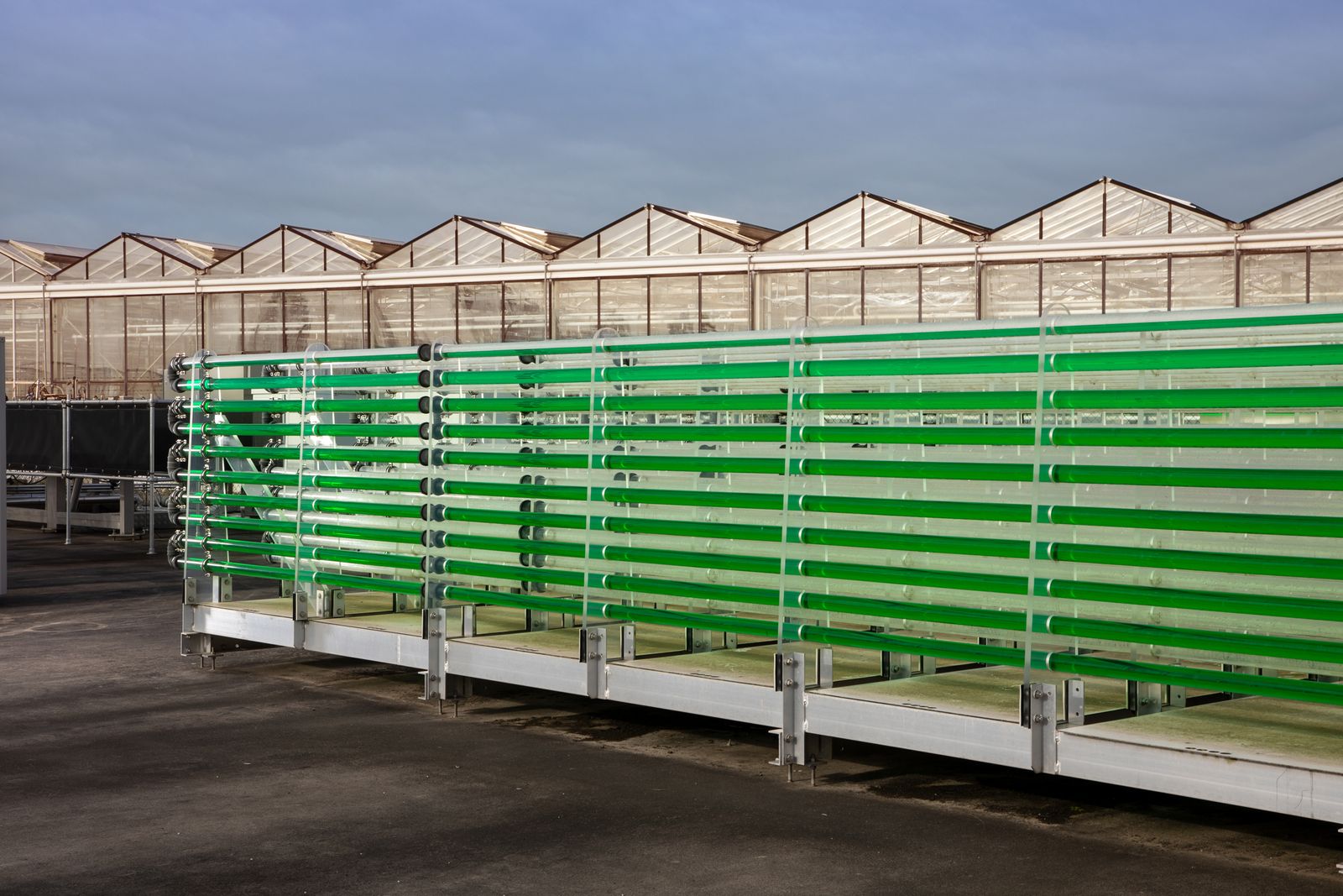 © Francesco Rucci & Francesco Marinelli - Bioreactors used for the production of microalgae. Algreen BV, The Netherlands.