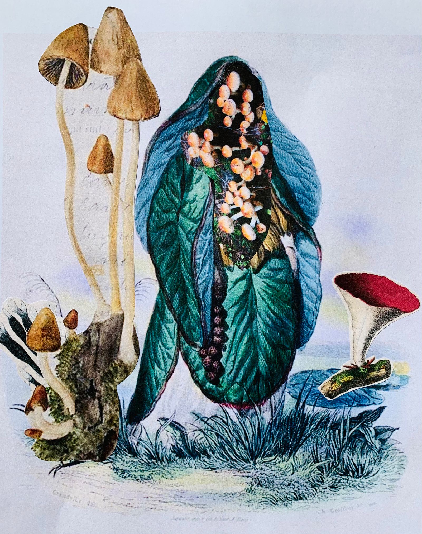 © Camila Rodrigo - Mushrooms as guides