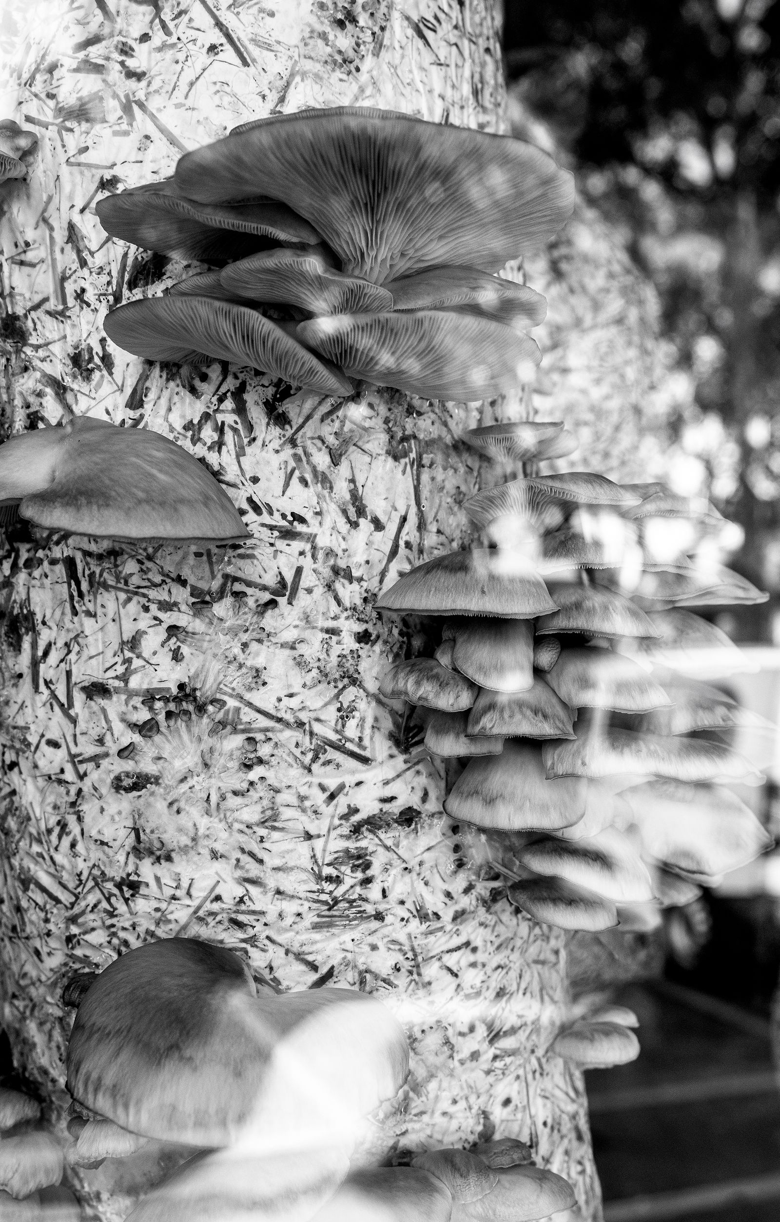 © Camila Rodrigo - Oyster Mushrooms, ready to harvest.