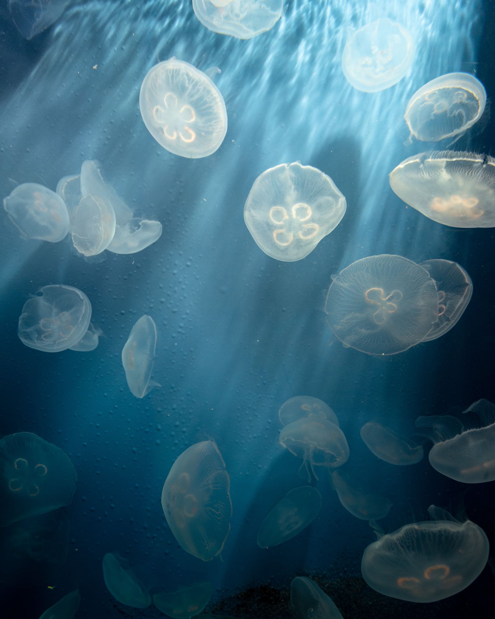 © Annalaura Cattelan - 10 - Jellyish of the Genoa Aquarium.