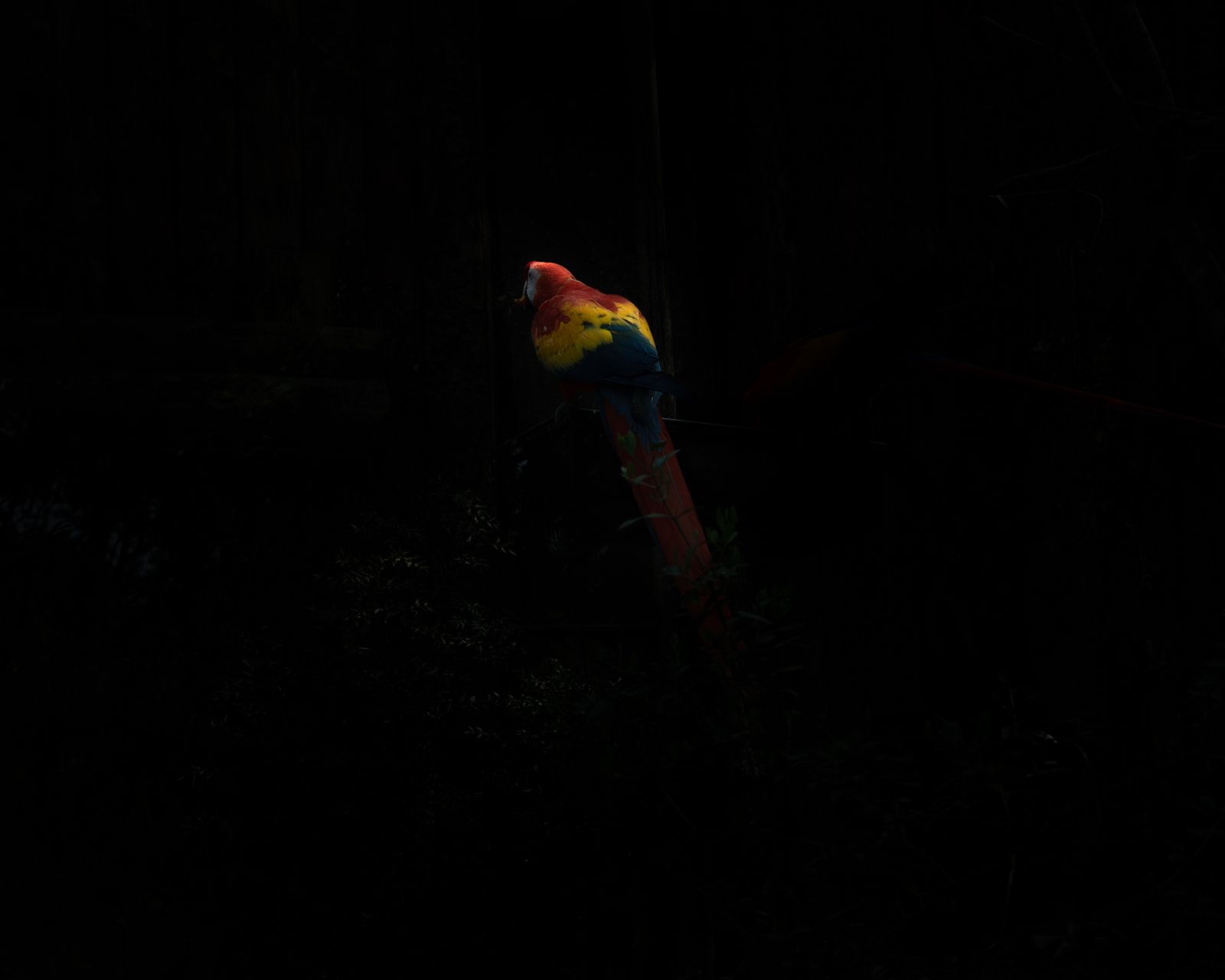 © Annalaura Cattelan - 01 - A specimen of macaw parrot at Parco Natura Viva (Bussolengo, VR)