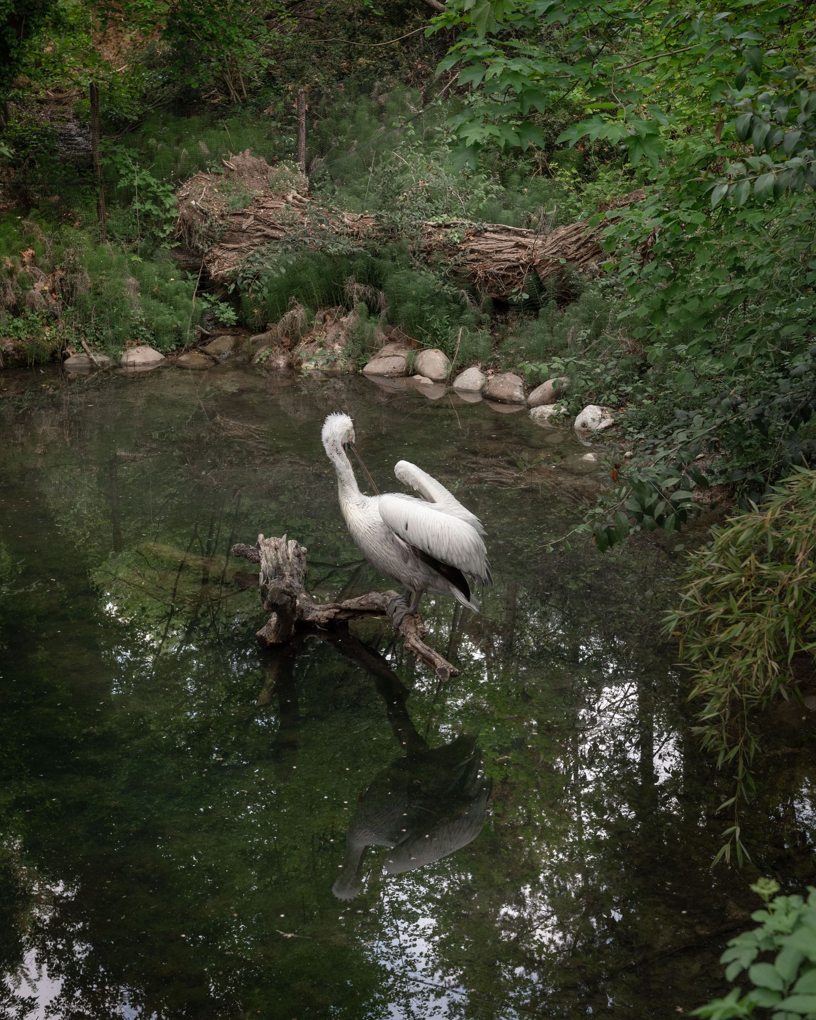 © Annalaura Cattelan - 06 - White pelican in the carp pond. (Parco Natura Viva, Bussolengo, VR)