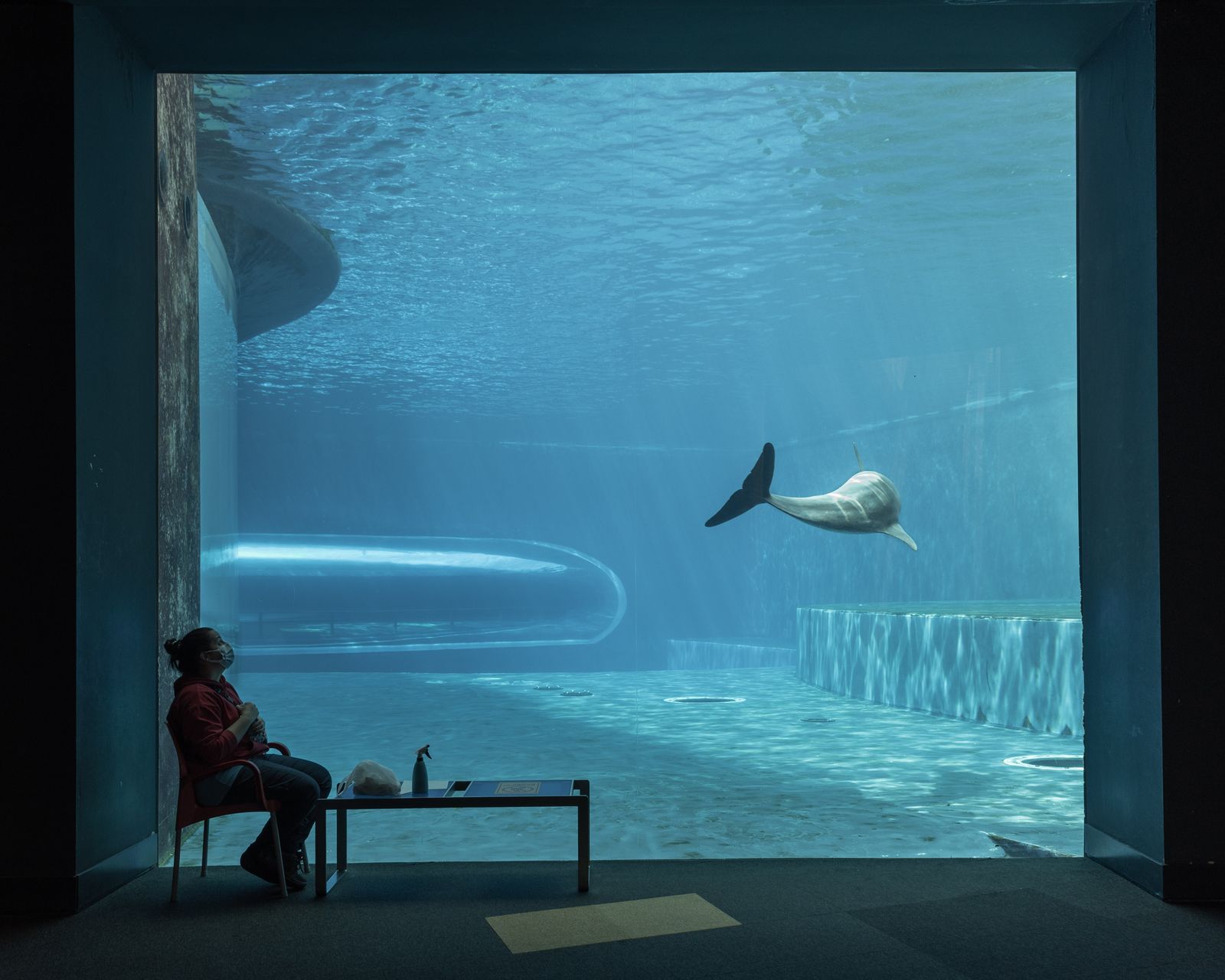 © Annalaura Cattelan - 19 - One of the dolphin trainers takes a lunch break overlooking the tank of her favorite animal. (Aquarium of Genoa)