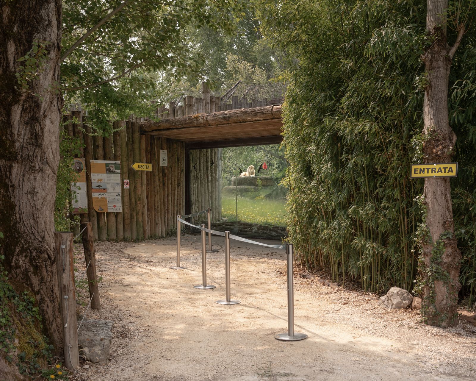 © Annalaura Cattelan - 16 - One-way path created to prevent crowds in front of the white lion observatory. (Parco Natura Viva, Bussolengo, VR)