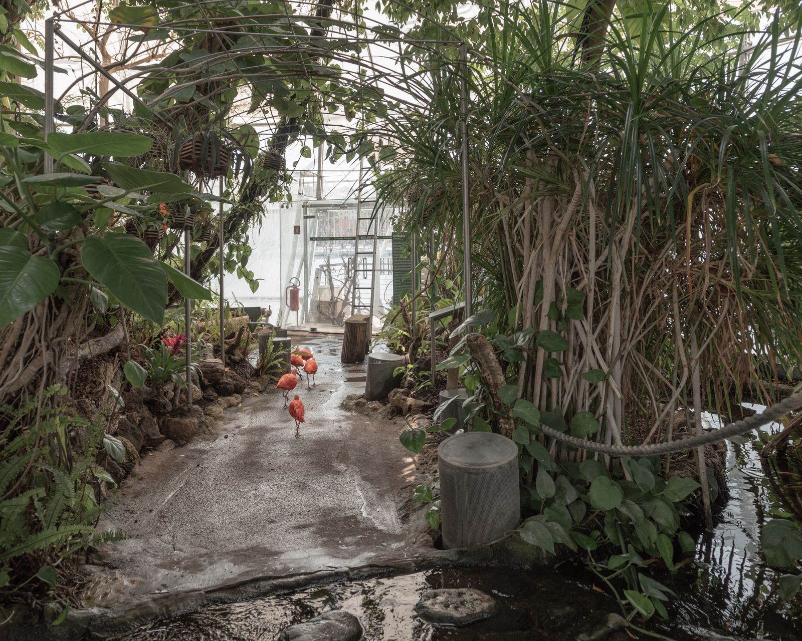 © Annalaura Cattelan - 09 - The red Ibises have taken over the paths of the tropical greenhouse attached to the Genoa Aquarium.