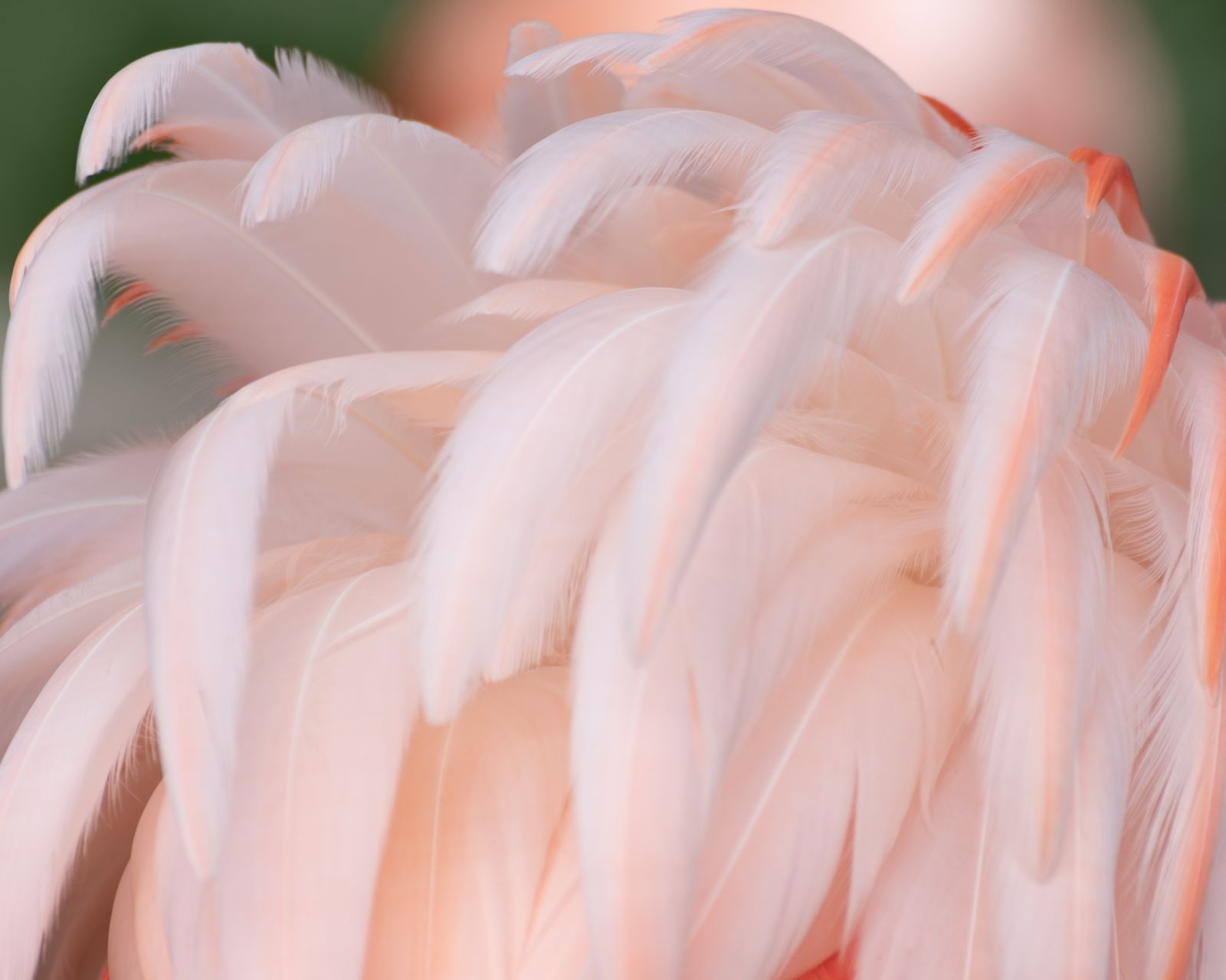 © Annalaura Cattelan - 13 - Chilean flamingo's feathers. (Parco Natura Viva, Bussolengo, VR)