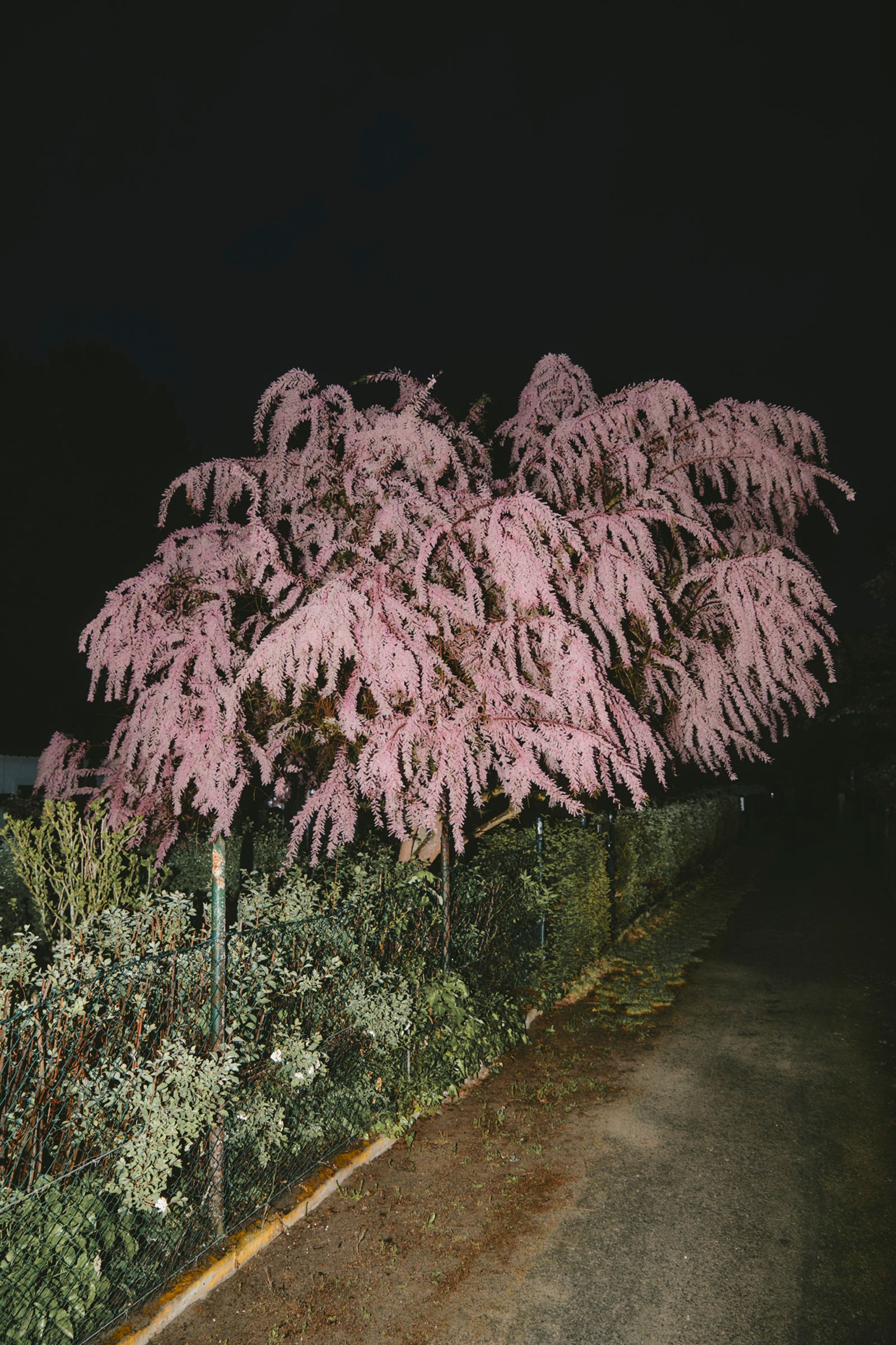 © Paulina Hildesheim - Pink Tree