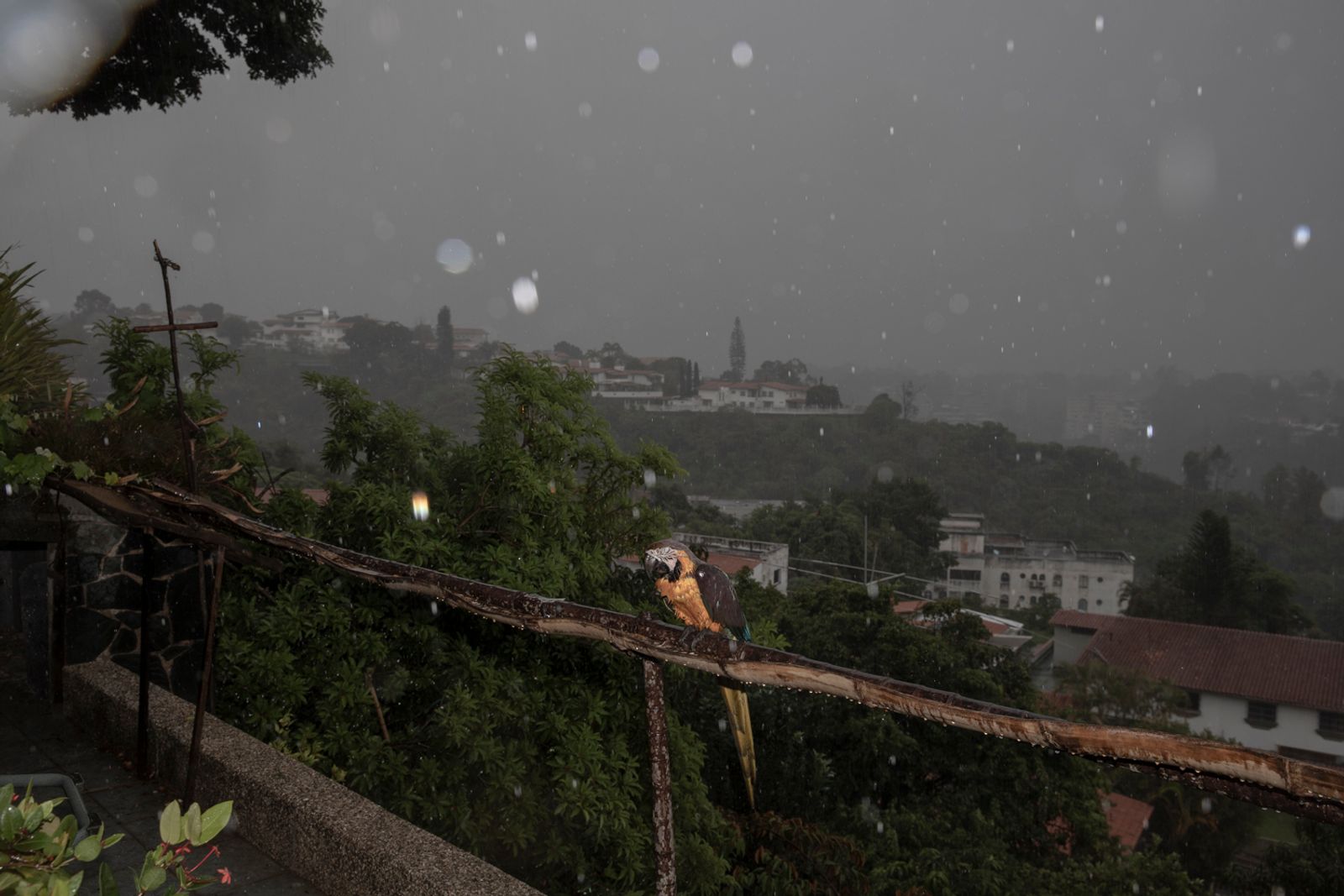 © Fabiola Ferrero - A guacamaya under heavy rain in Caracas.