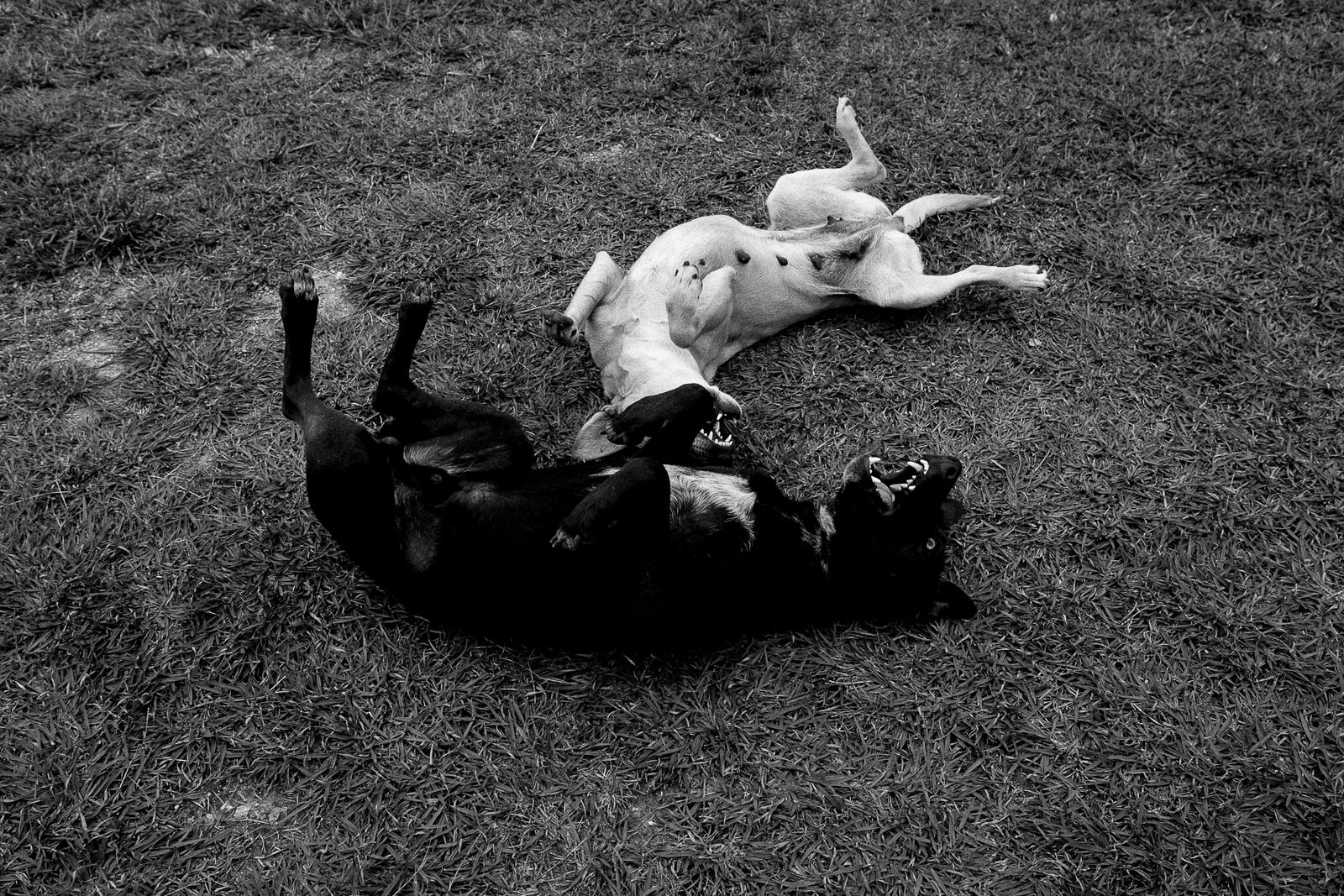 © Fabiola Ferrero - Two dogs play over the grass in San Cristóbal, Venezuela.