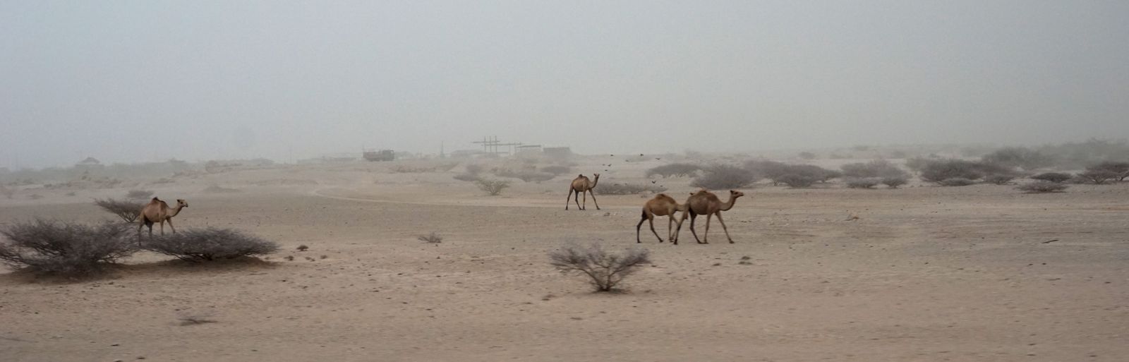© Akberet Johanna Ghebray - Massawa / Eritrea - breathtaking camel horde
