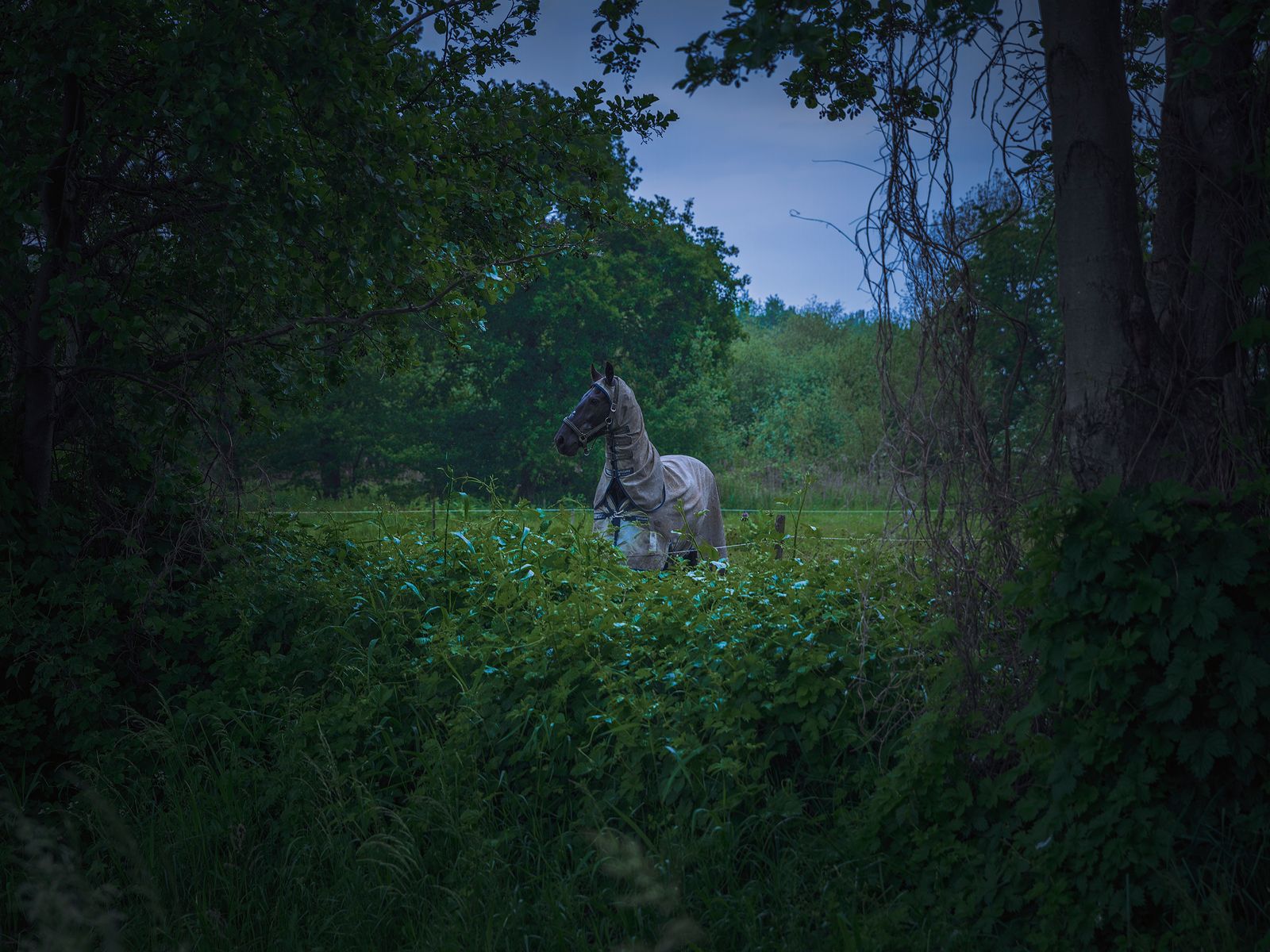 © Robin Butter - Image from the Drakeblood / Blood of the dragon photography project