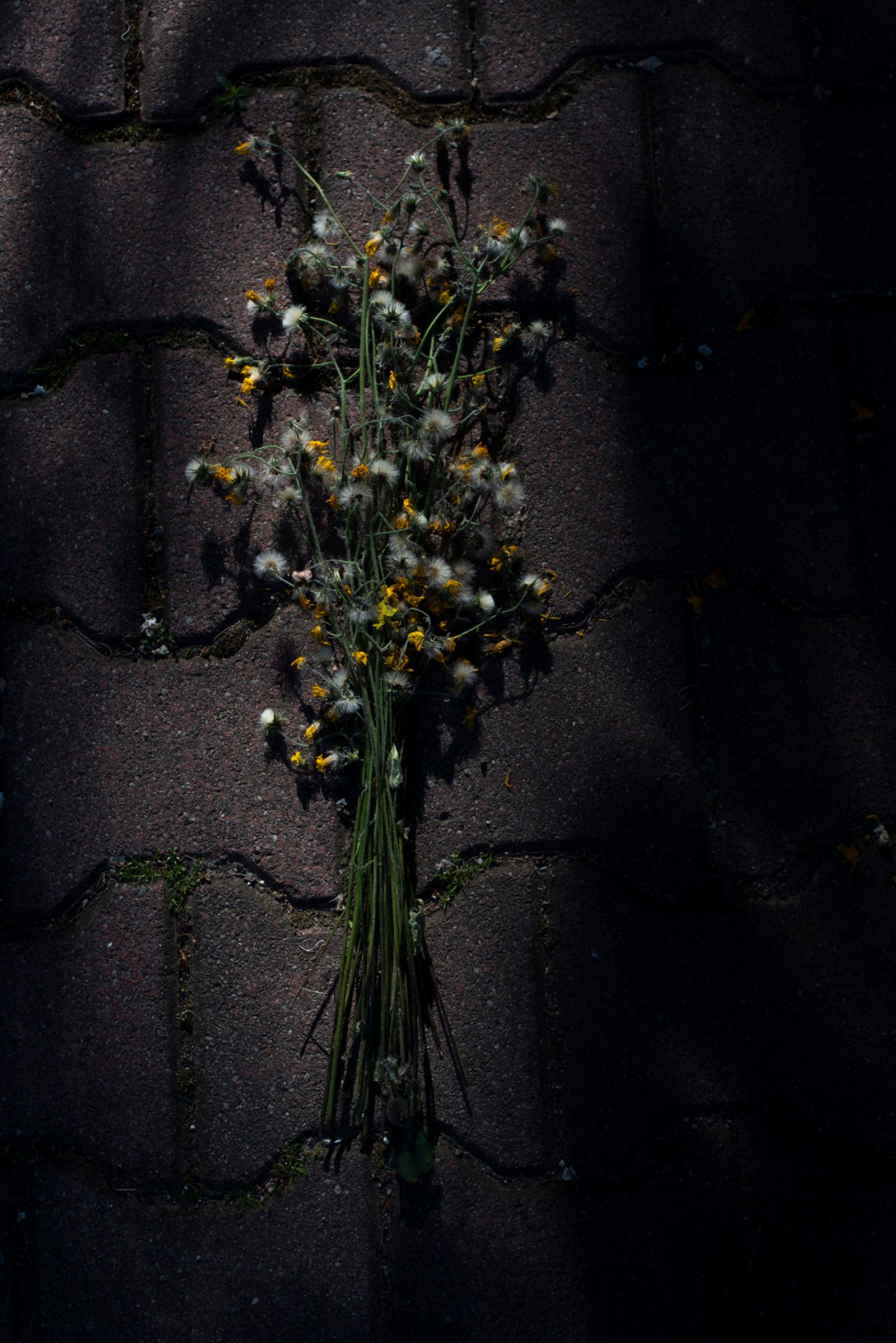 © Alejandra Arévalo - Flowers for the dead.