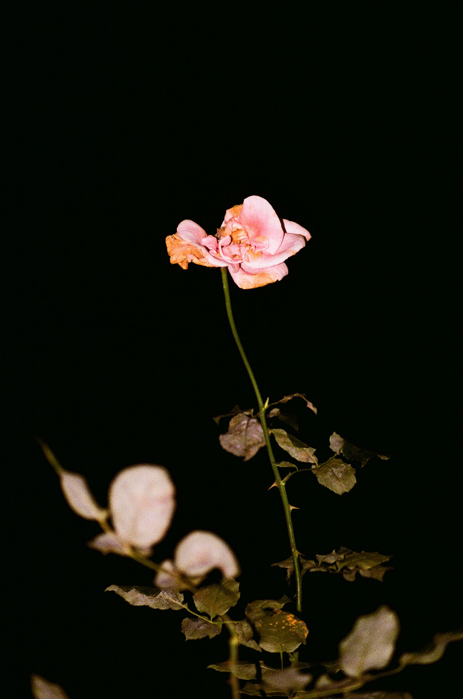© Logan  White - Image from the Another Day, Another Rose Garden photography project