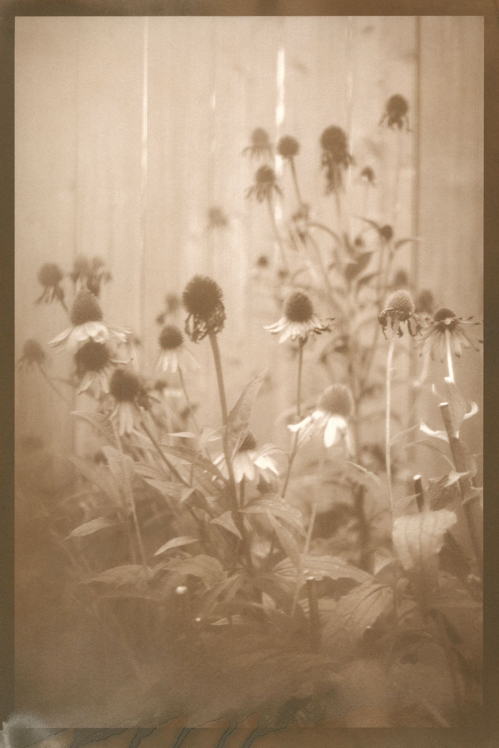 © Eleanor Oakes - Jamie's Garden (1), 2023. 9x13.5" Salted paper print made with breastmilk.
