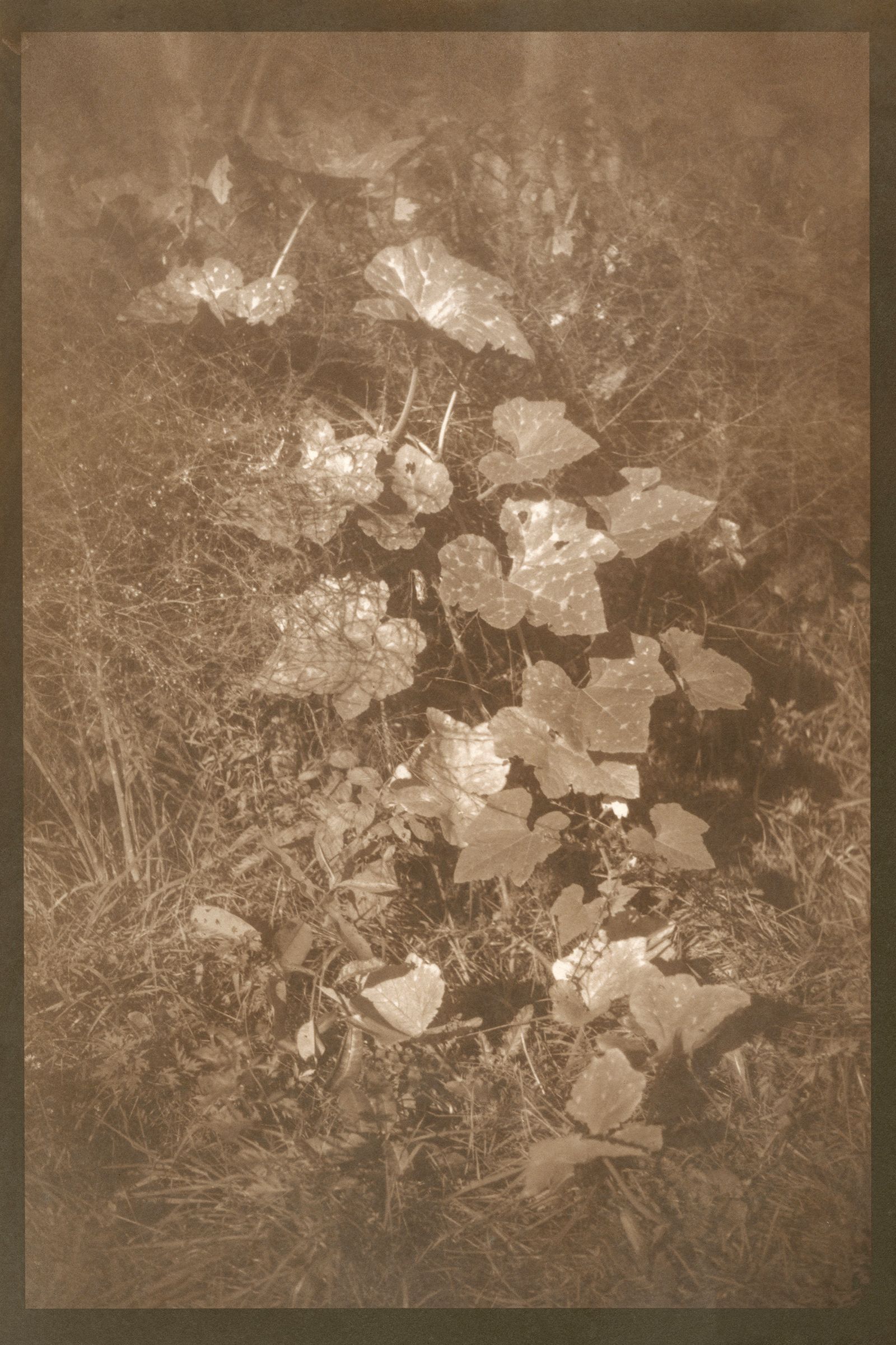 © Eleanor Oakes - Bandhu Gardens (3), 2023. 9x13.5" Salted paper print made with breastmilk.