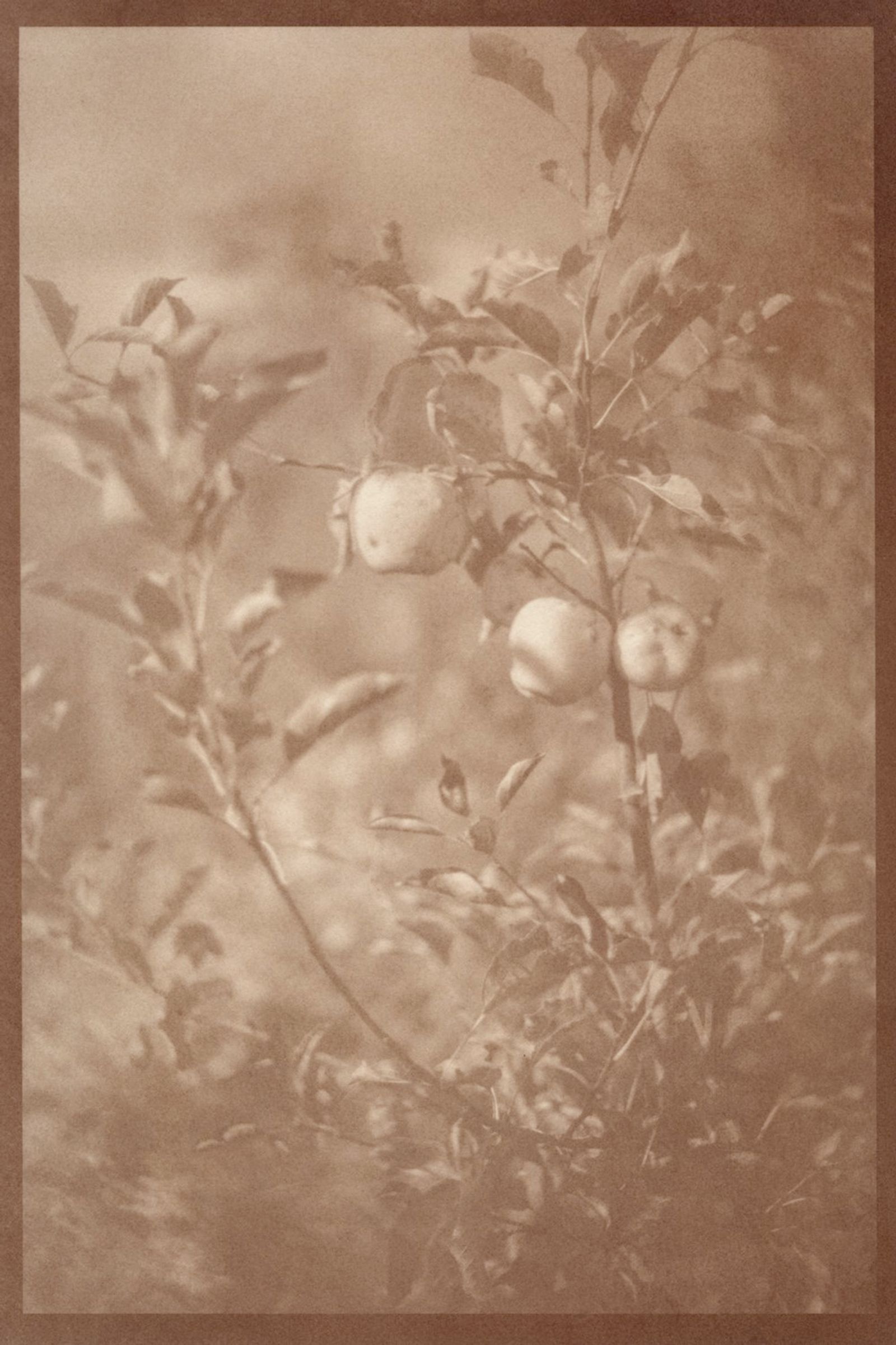© Eleanor Oakes - Bandhu Gardens (4), 2023. 9x13.5" Salted paper print made with breastmilk.