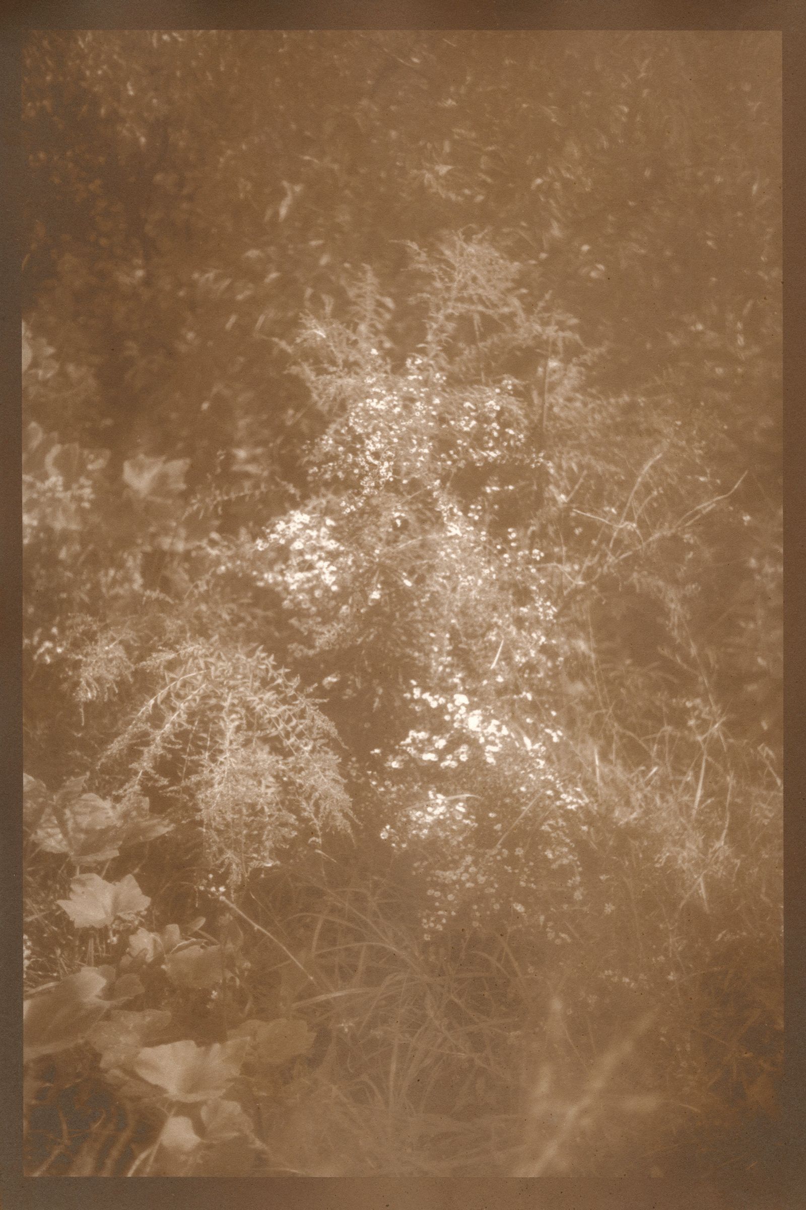 © Eleanor Oakes - Bandhu Gardens (2), 2023. 9x13.5" Salted paper print made with breastmilk.