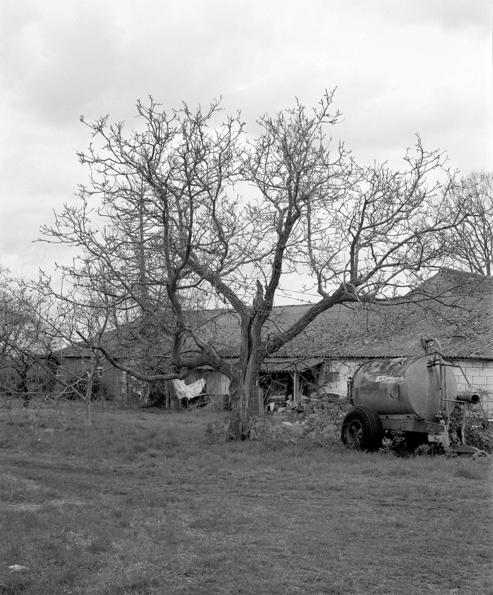 © Farren van Wyk - Walnut Tree