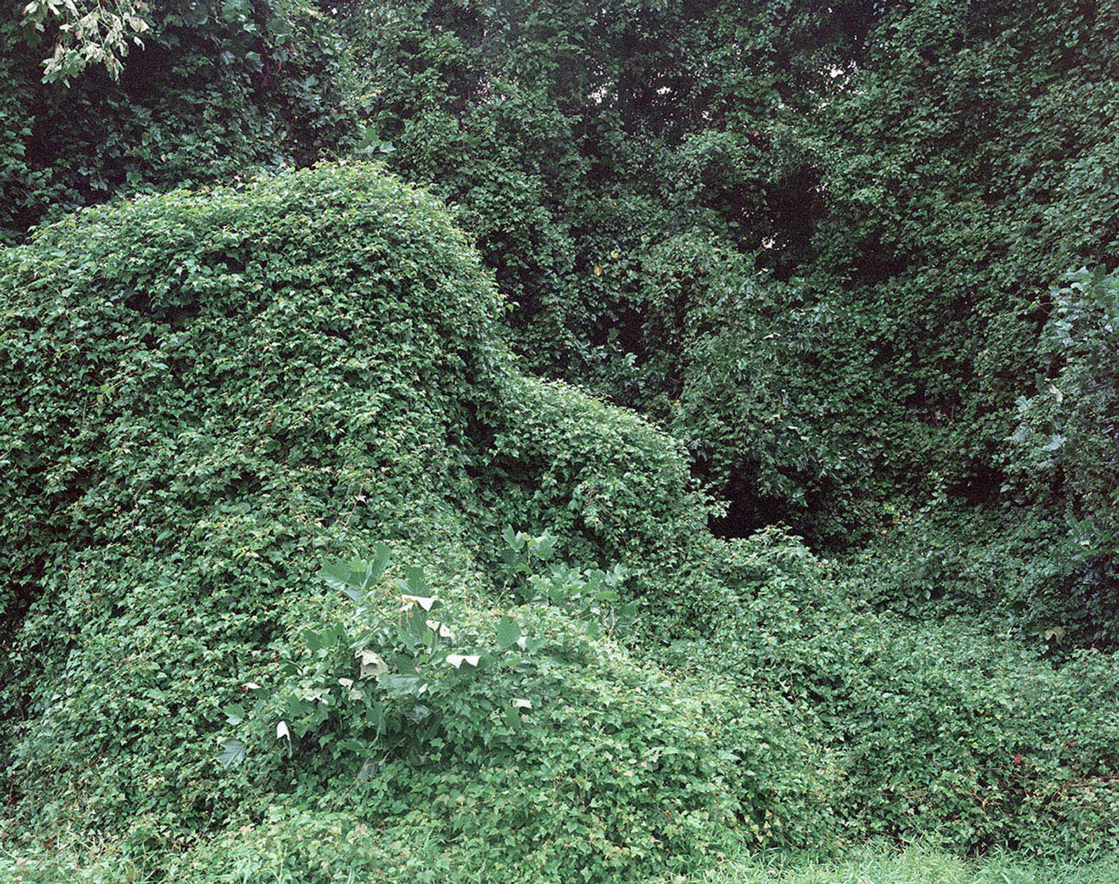© Chase Barnes - Kudzu and trees obscure a view of the CIA headquarters in Langley, Virginia.