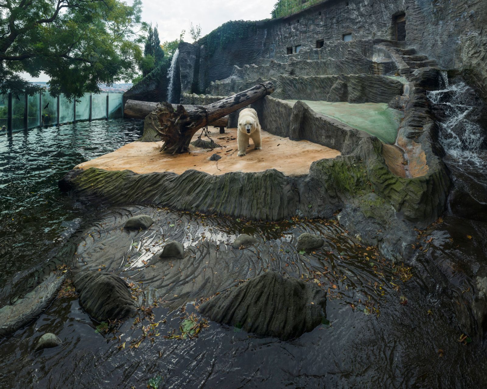 © Sheng-Wen Lo - Zoo Praha, Czech Republic (2014)
