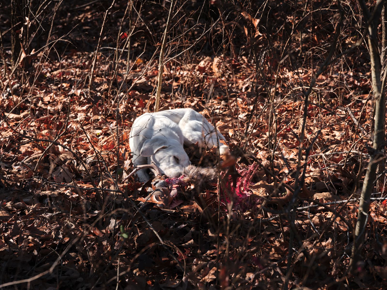 © Jenna Garrett - ‘Dog,’ 2019. “As a dog returneth to his vomit, so a fool returneth to his folly.” —Proverbs 26:11