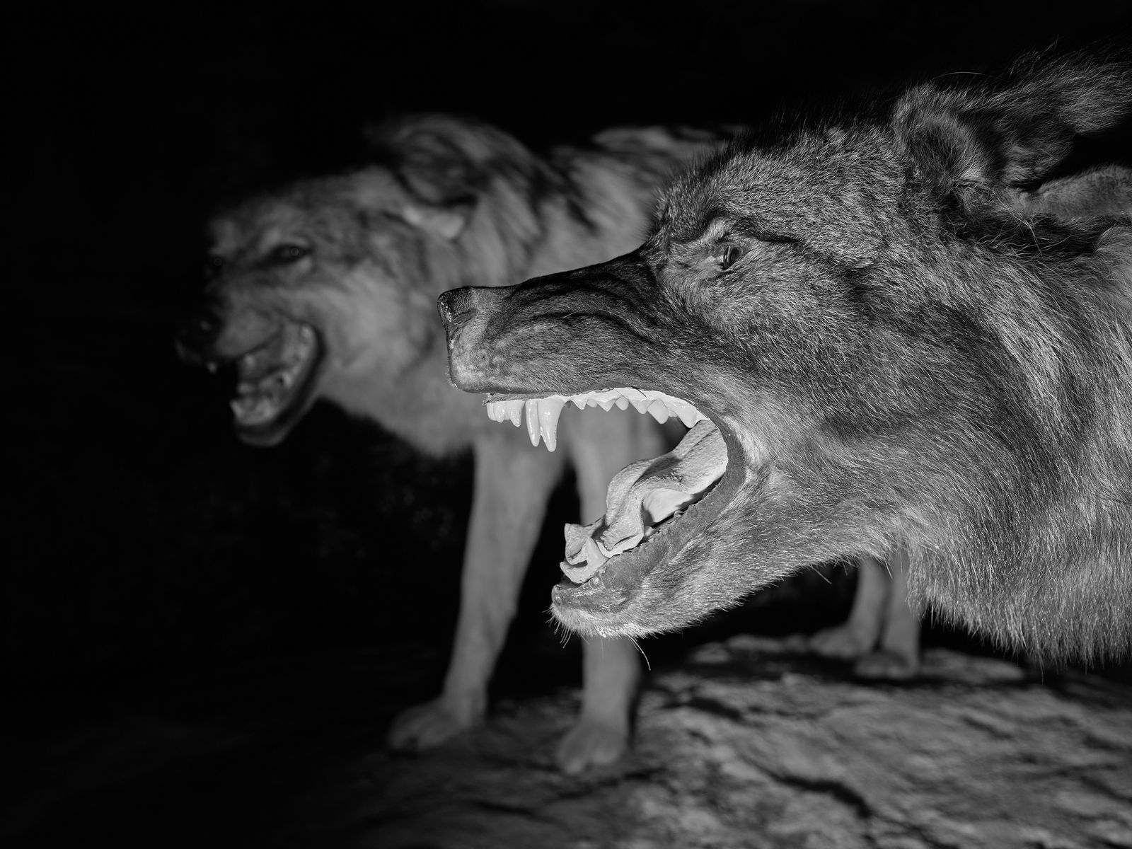 © Jenna Garrett - Image from the Teeth of the Wolf photography project