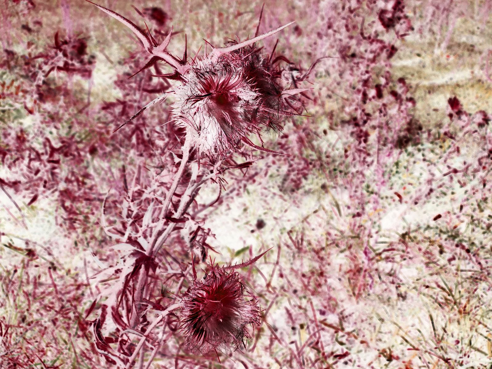 © Laurene Praget - Image from the Entre las curvas de las montañas, la piel photography project