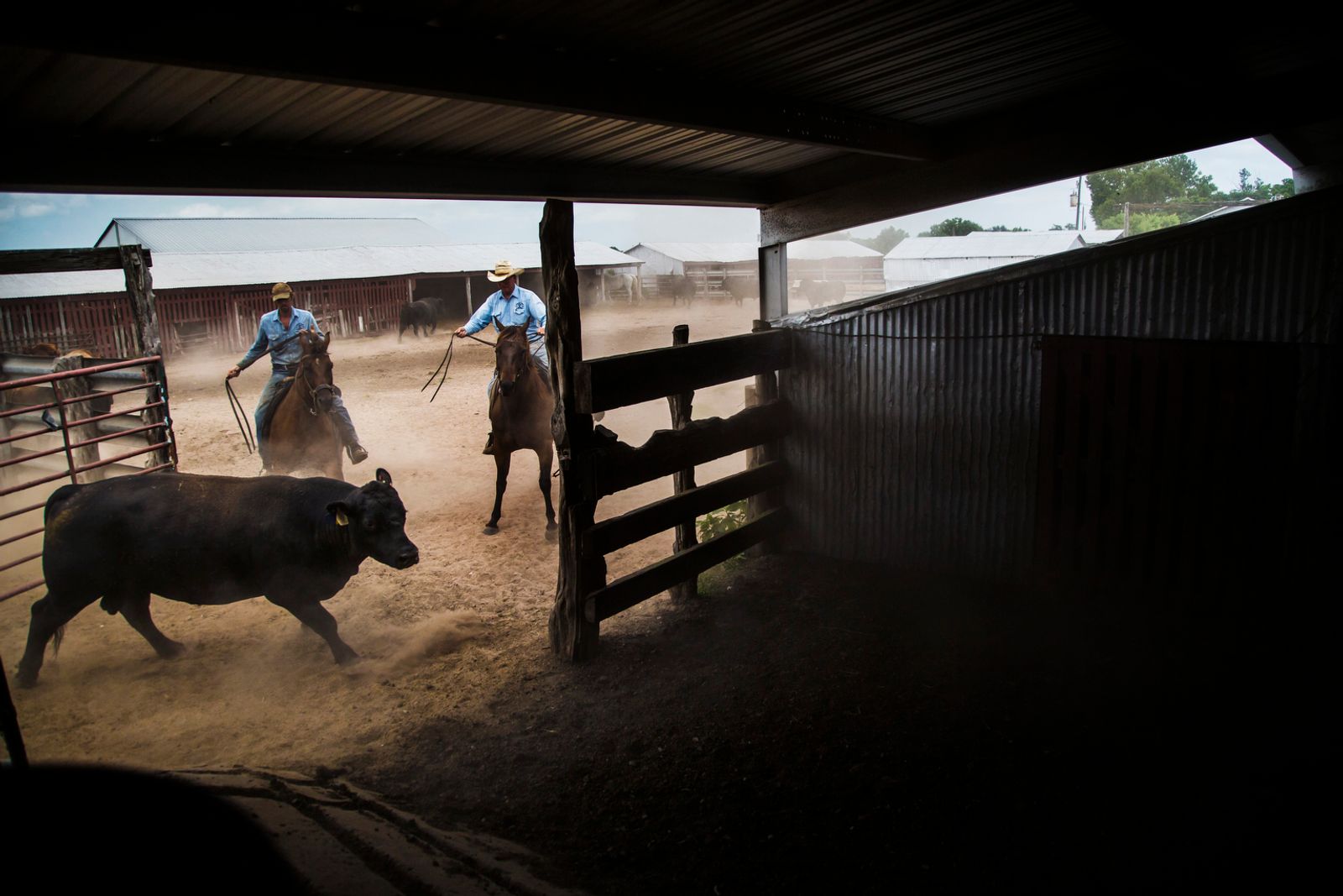 © Allison Hess - Image from the Disappearing Breed photography project